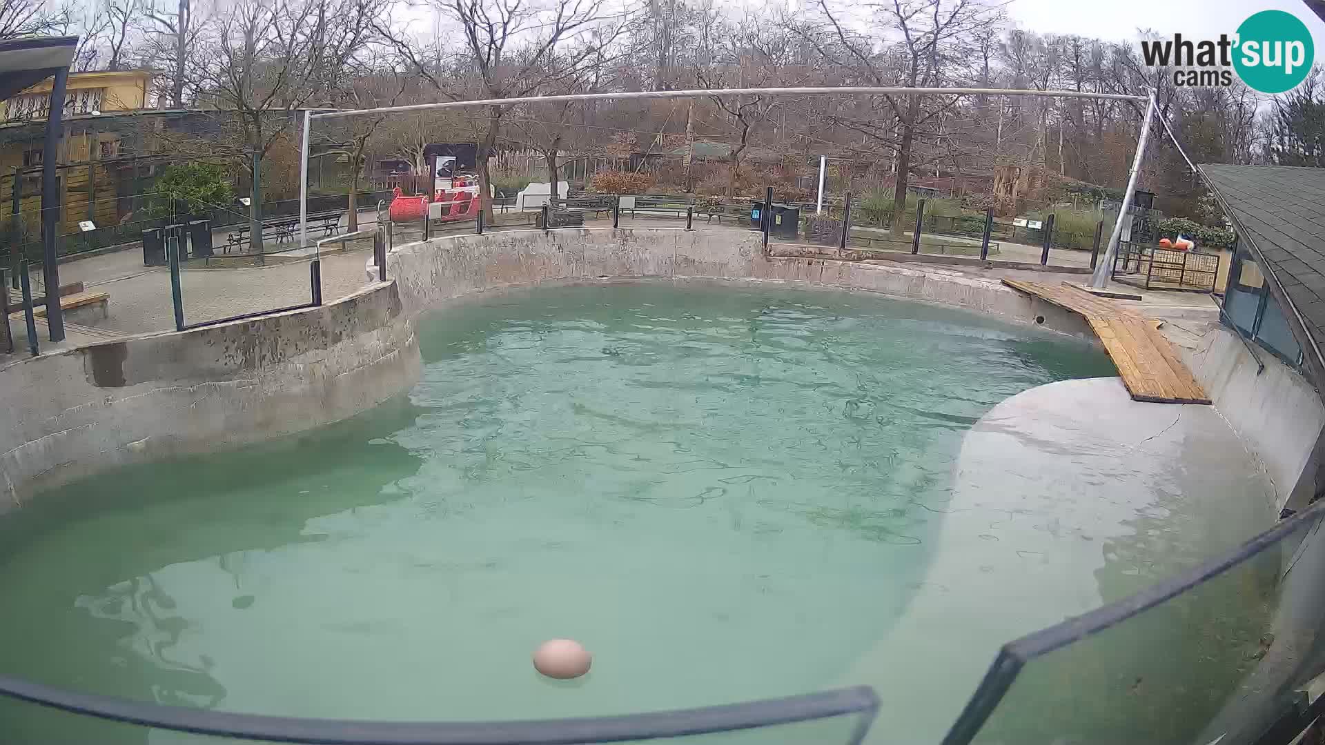 Zoo Zagreb – Kalifornijski morski lav