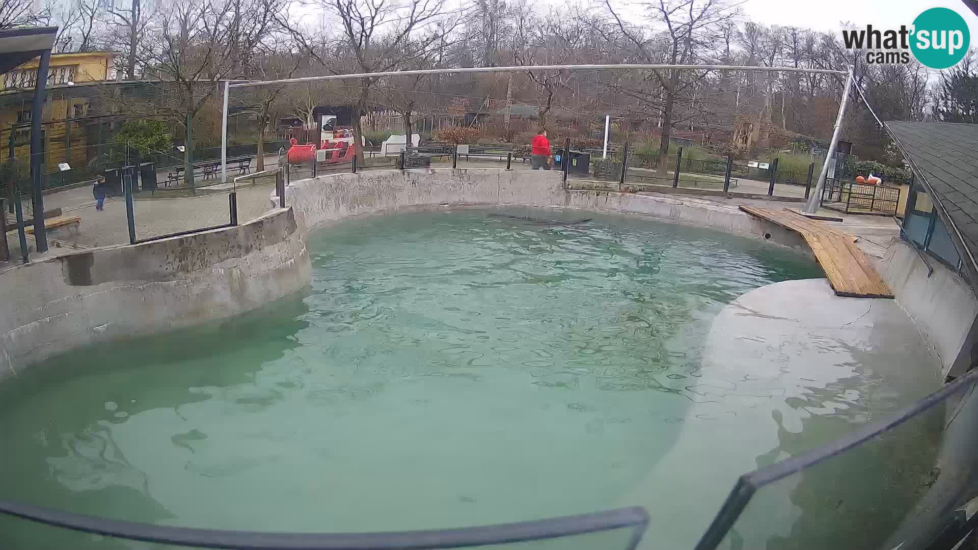 Zoo Zagreb – Kalifornijski morski lav