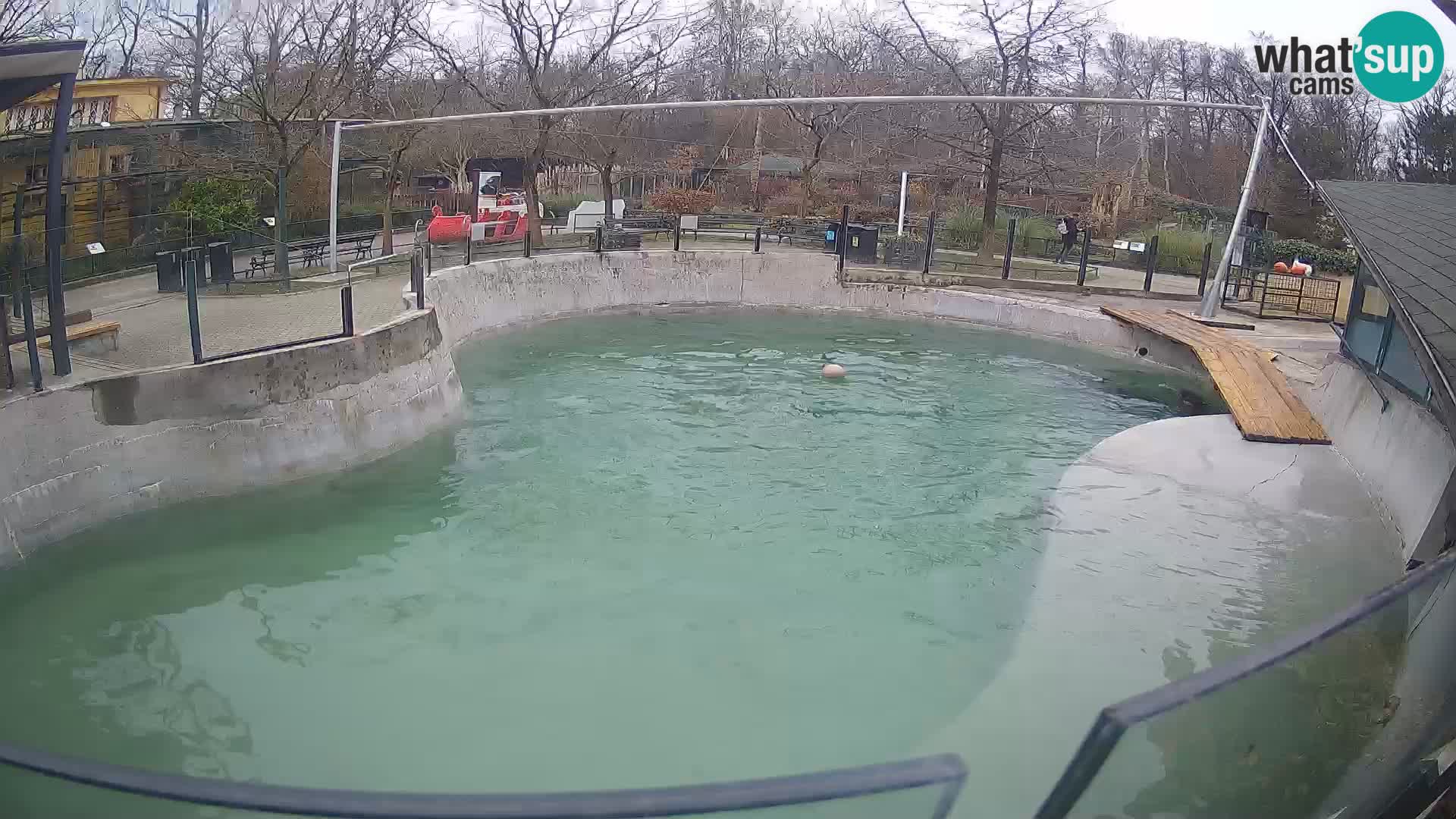 Zoo Zagreb –  León marino de California