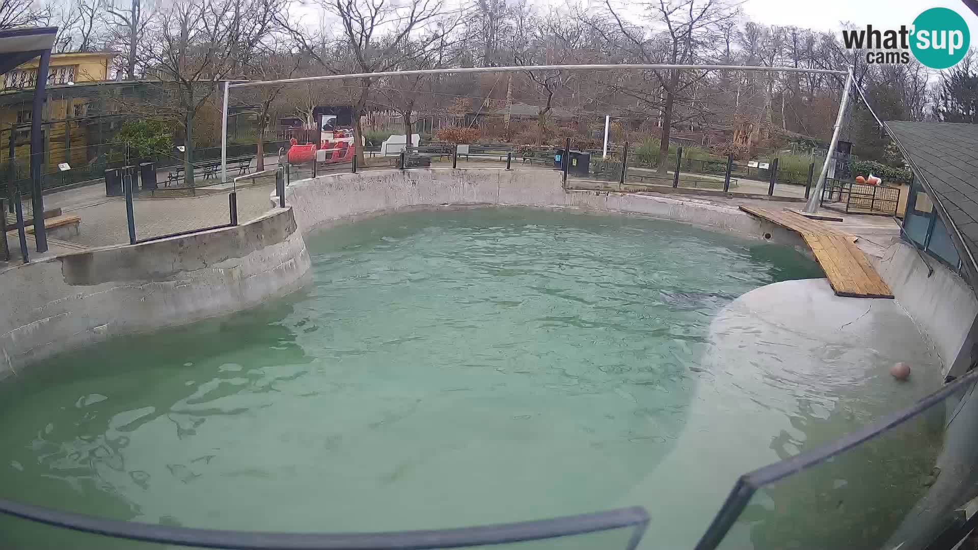 Zoo Zagreb – Otarie de Californie