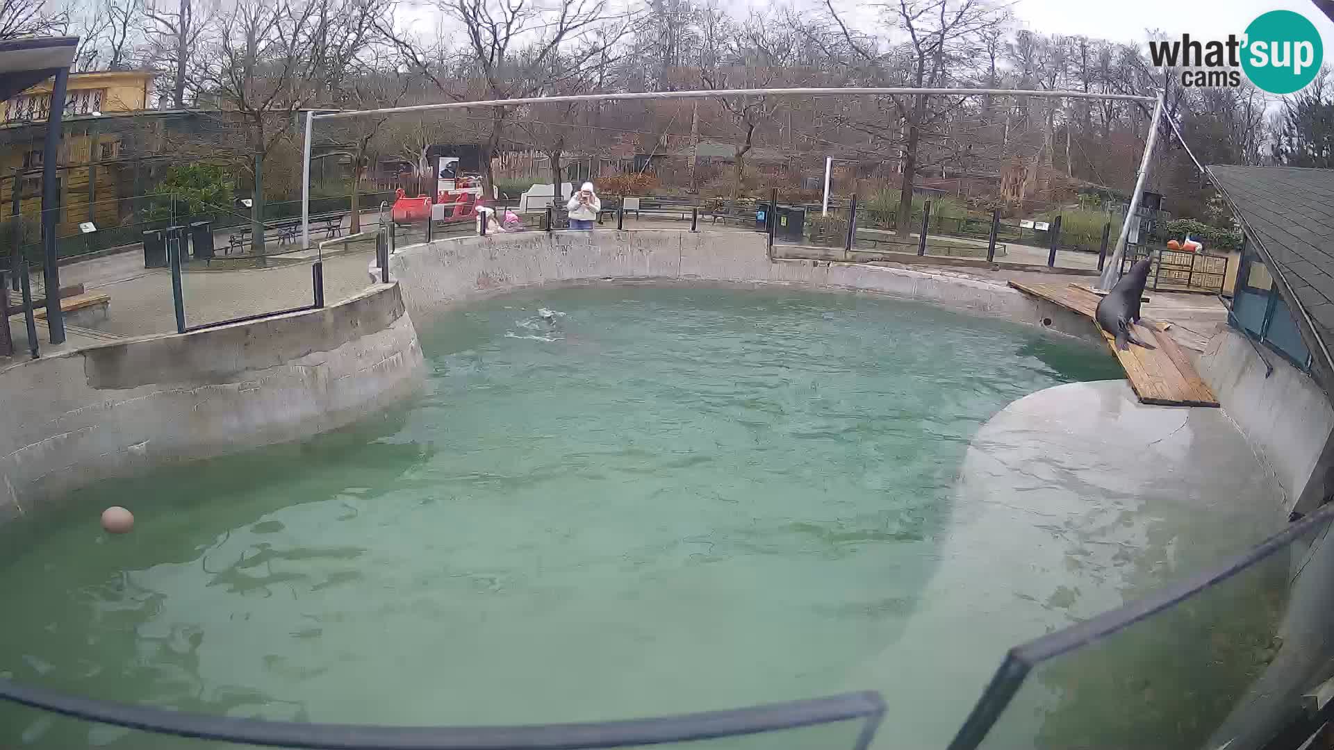 Zoo Zagreb – Kalifornijski morski lav