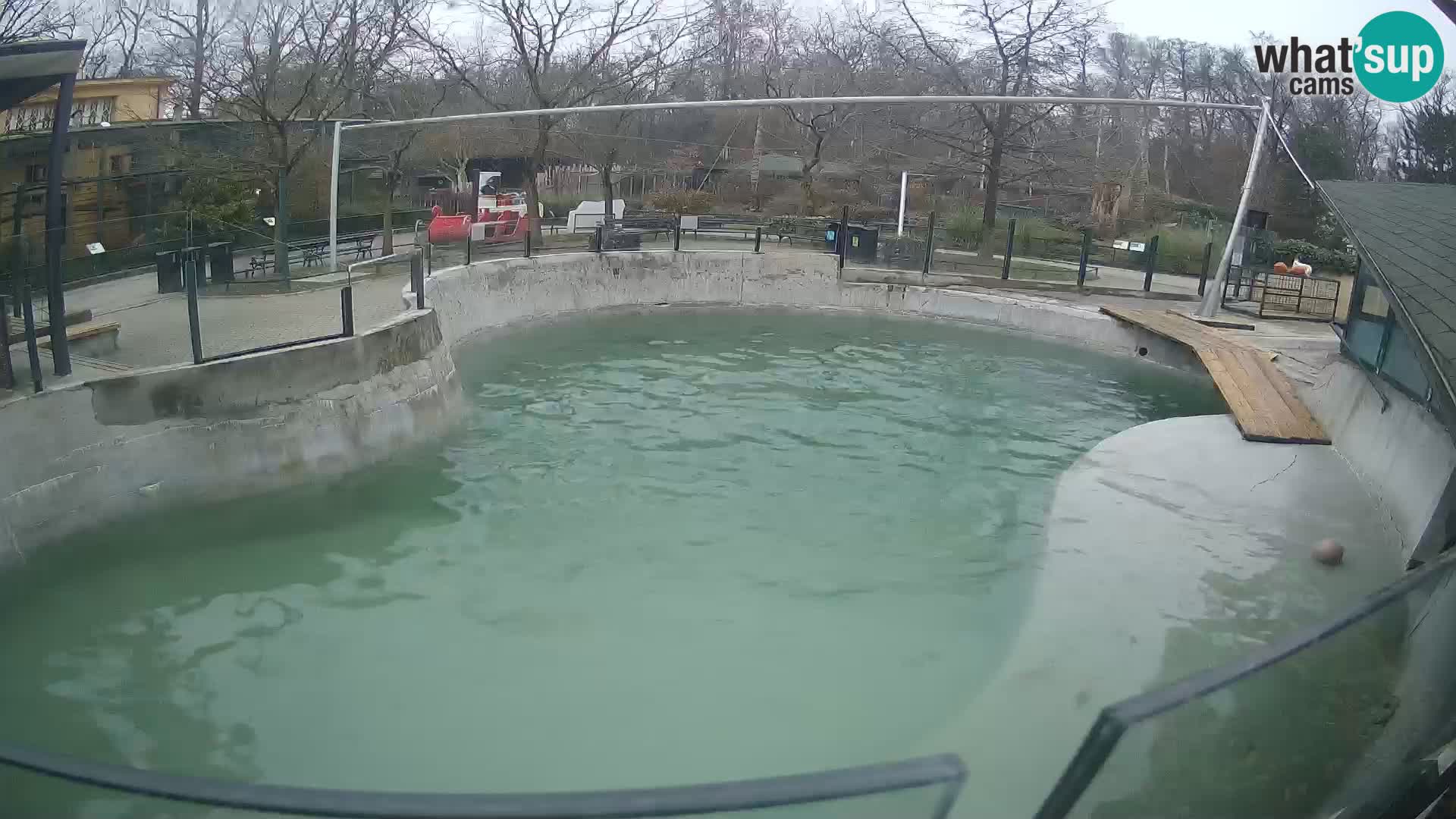 Zoo Zagreb – Otarie de Californie