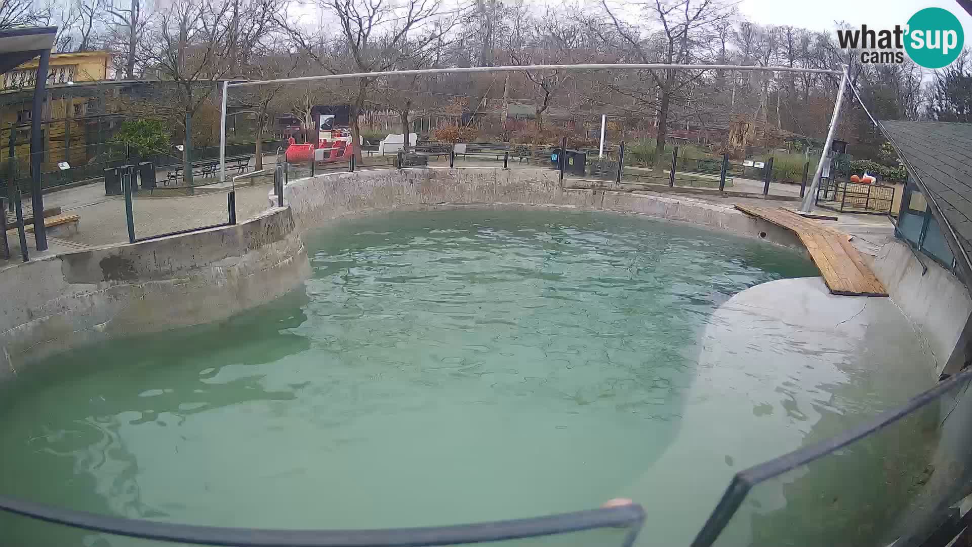 Zoo Zagreb –  León marino de California