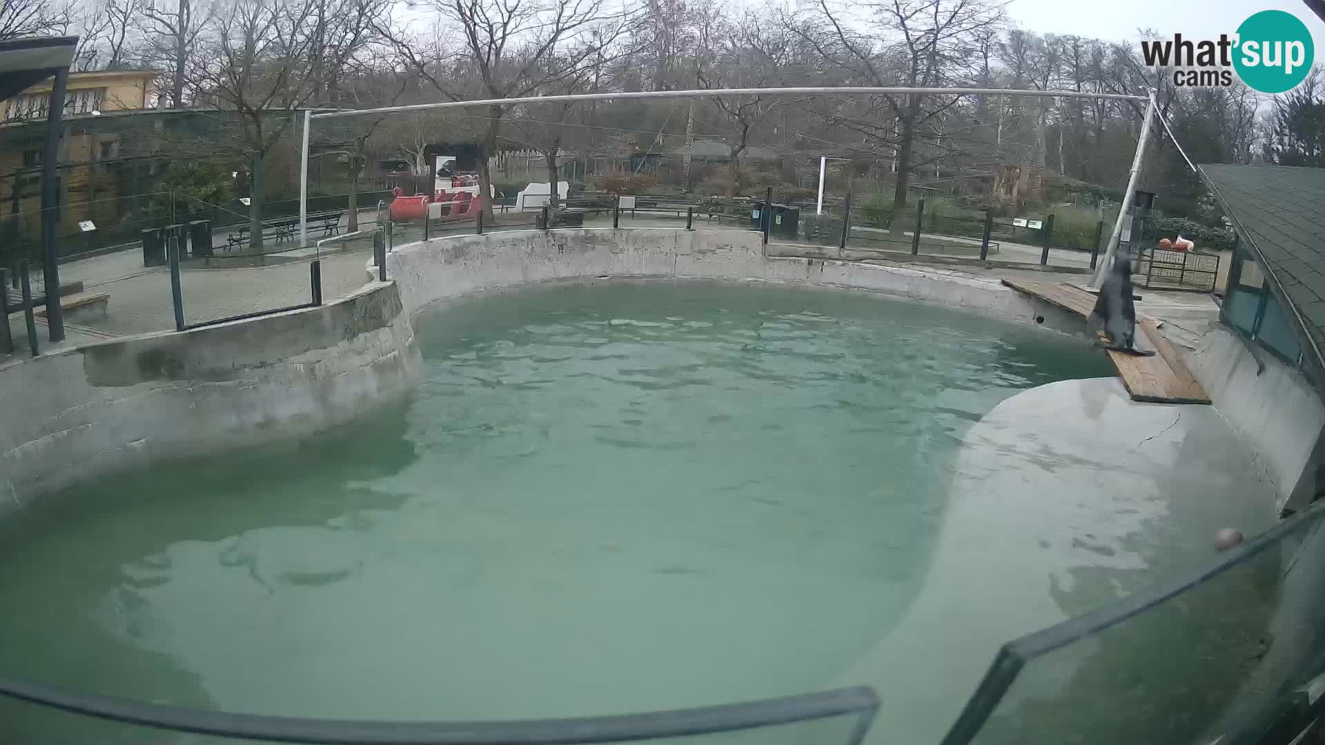 Zoo Zagreb –  León marino de California