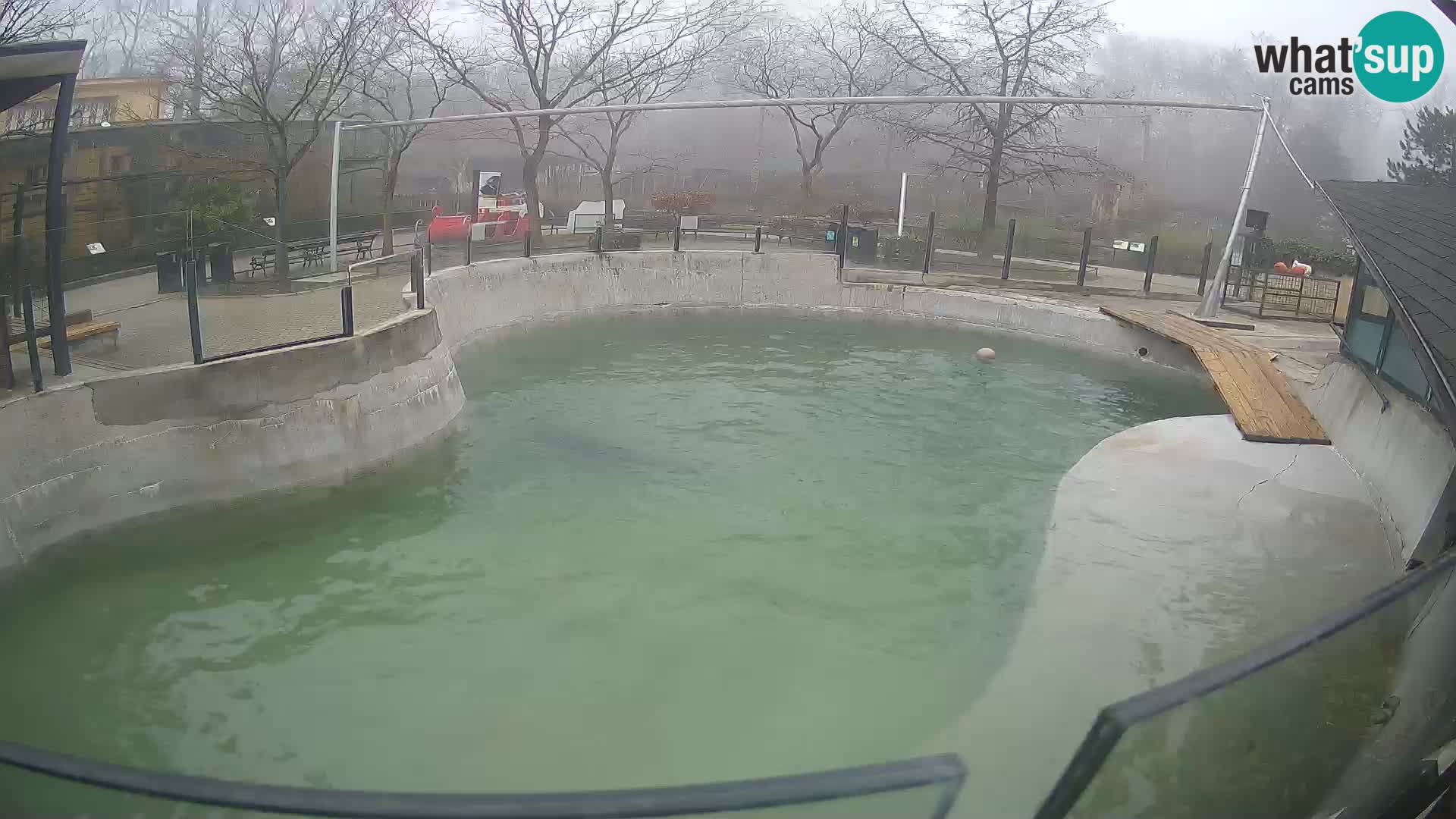 Zoo Zagreb – Otarie de Californie