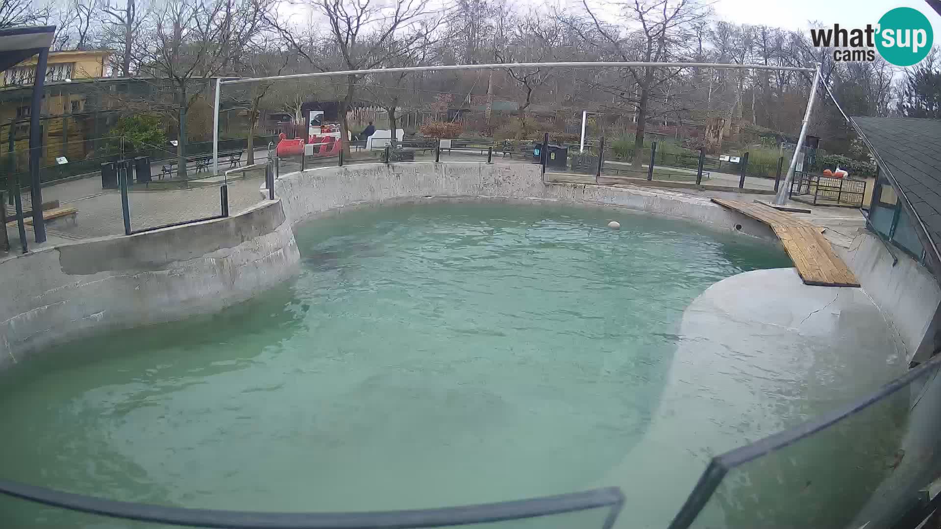 Zoo Zagreb – Kalifornijski morski lav