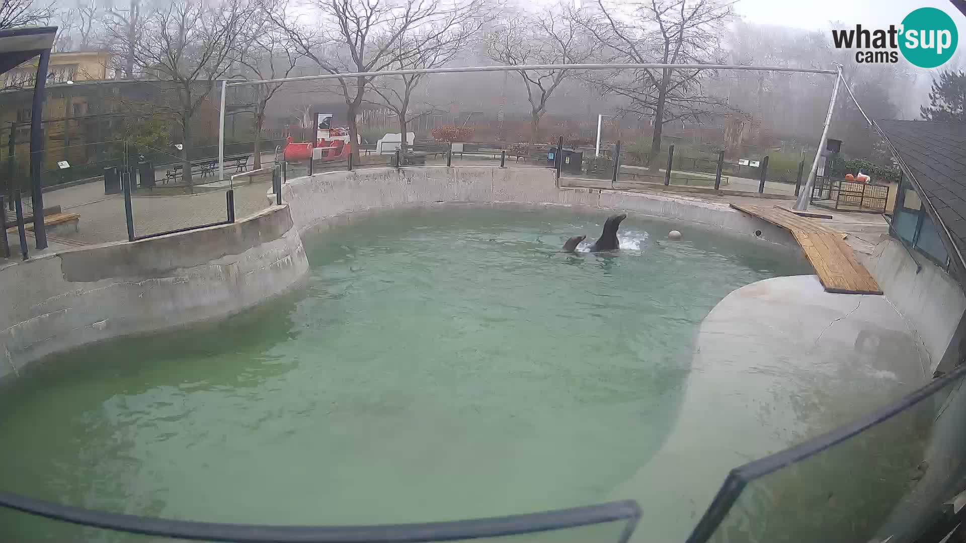 Zoo Zagreb – Kalifornijski morski lav