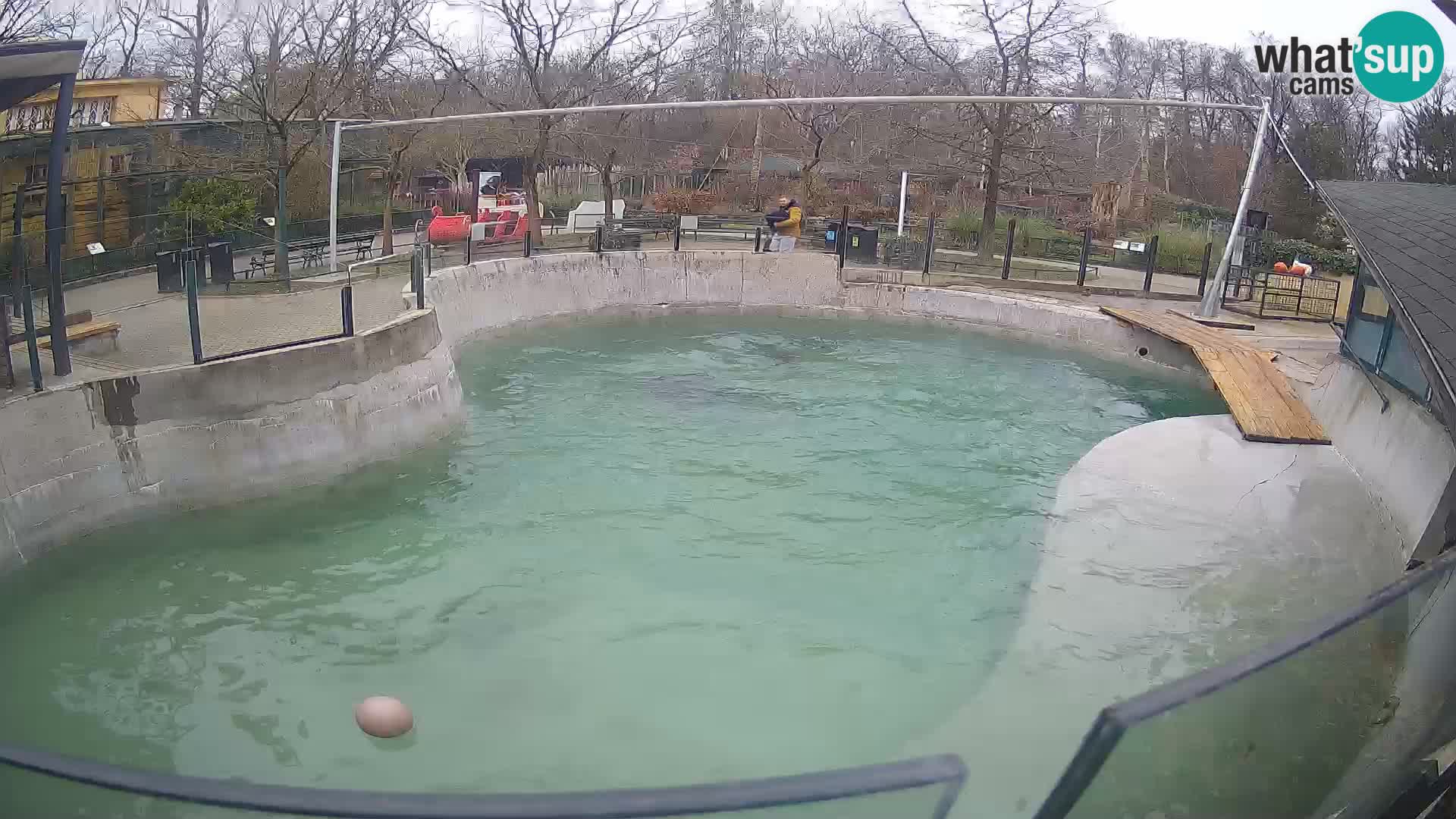 Zoo Zagreb – Kalifornijski morski lav