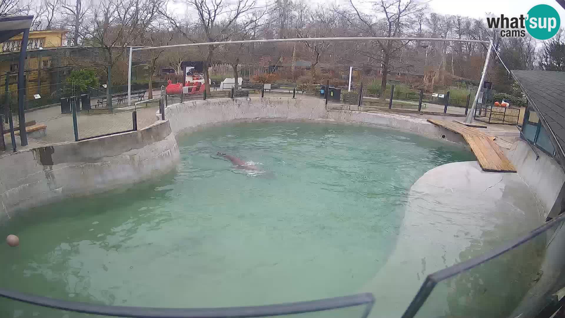 Zoo Zagreb –  León marino de California
