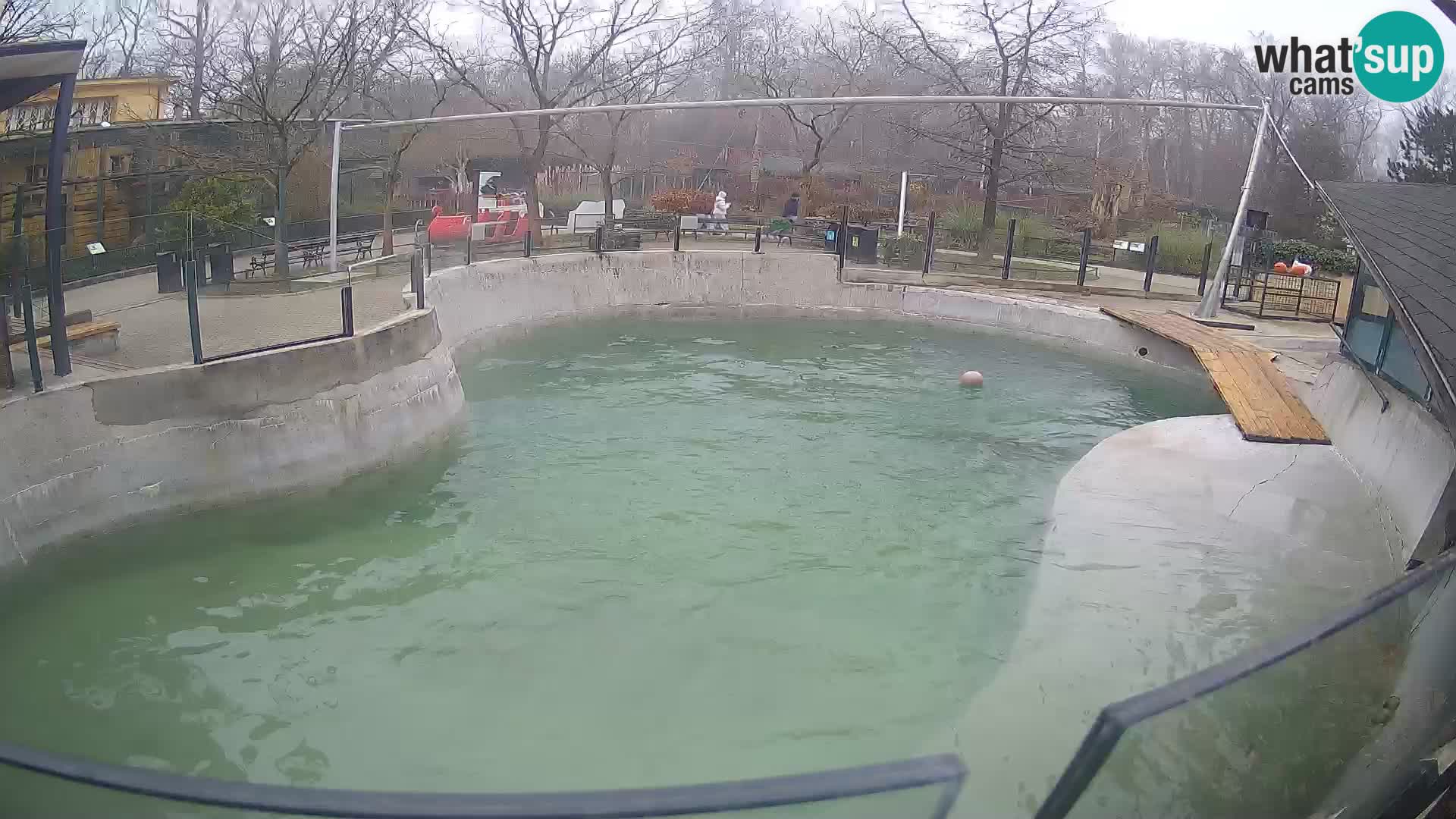 Zoo Zagreb – Kalifornijski morski lev