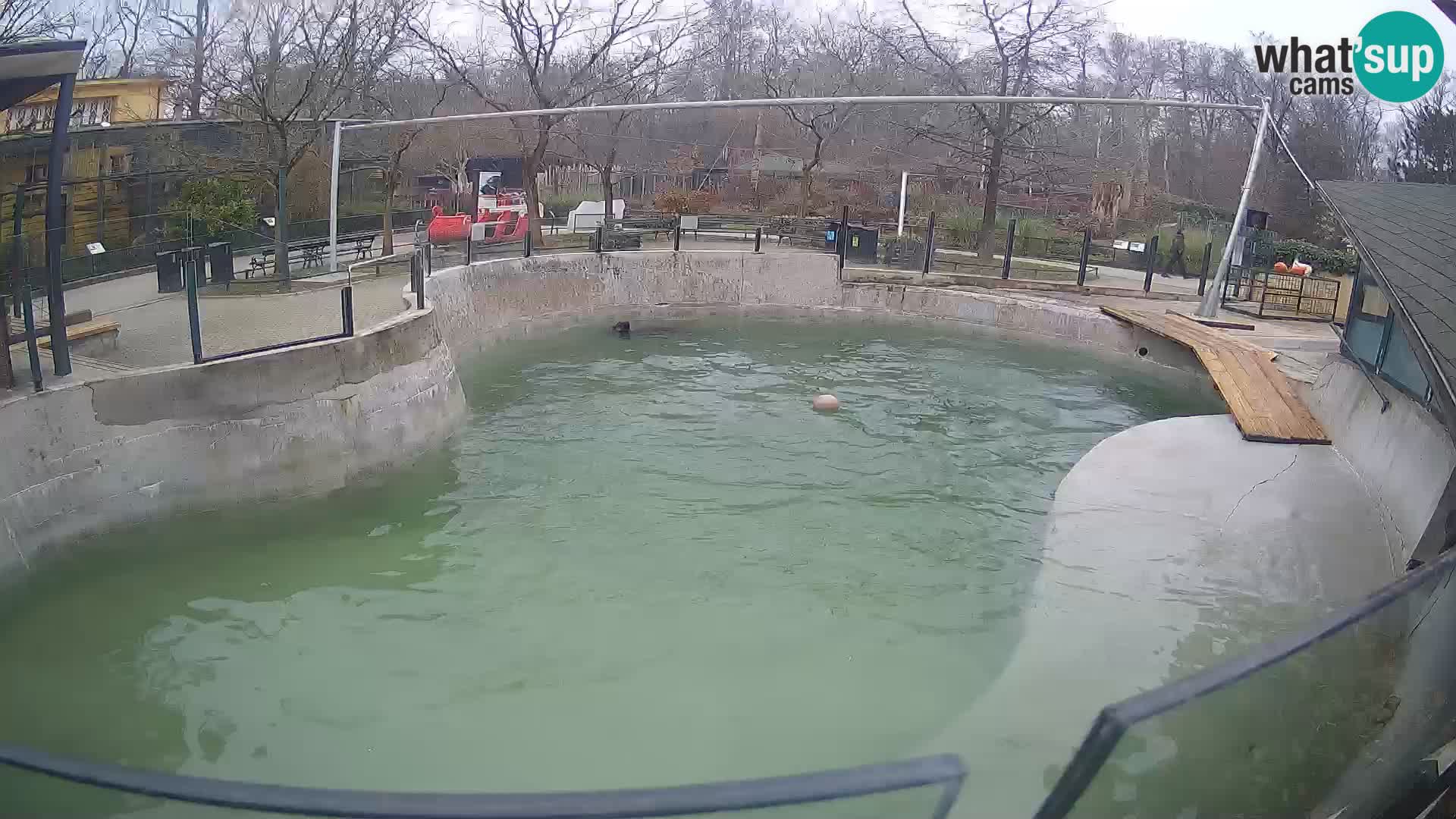 Zoo Zagreb – Kalifornijski morski lav