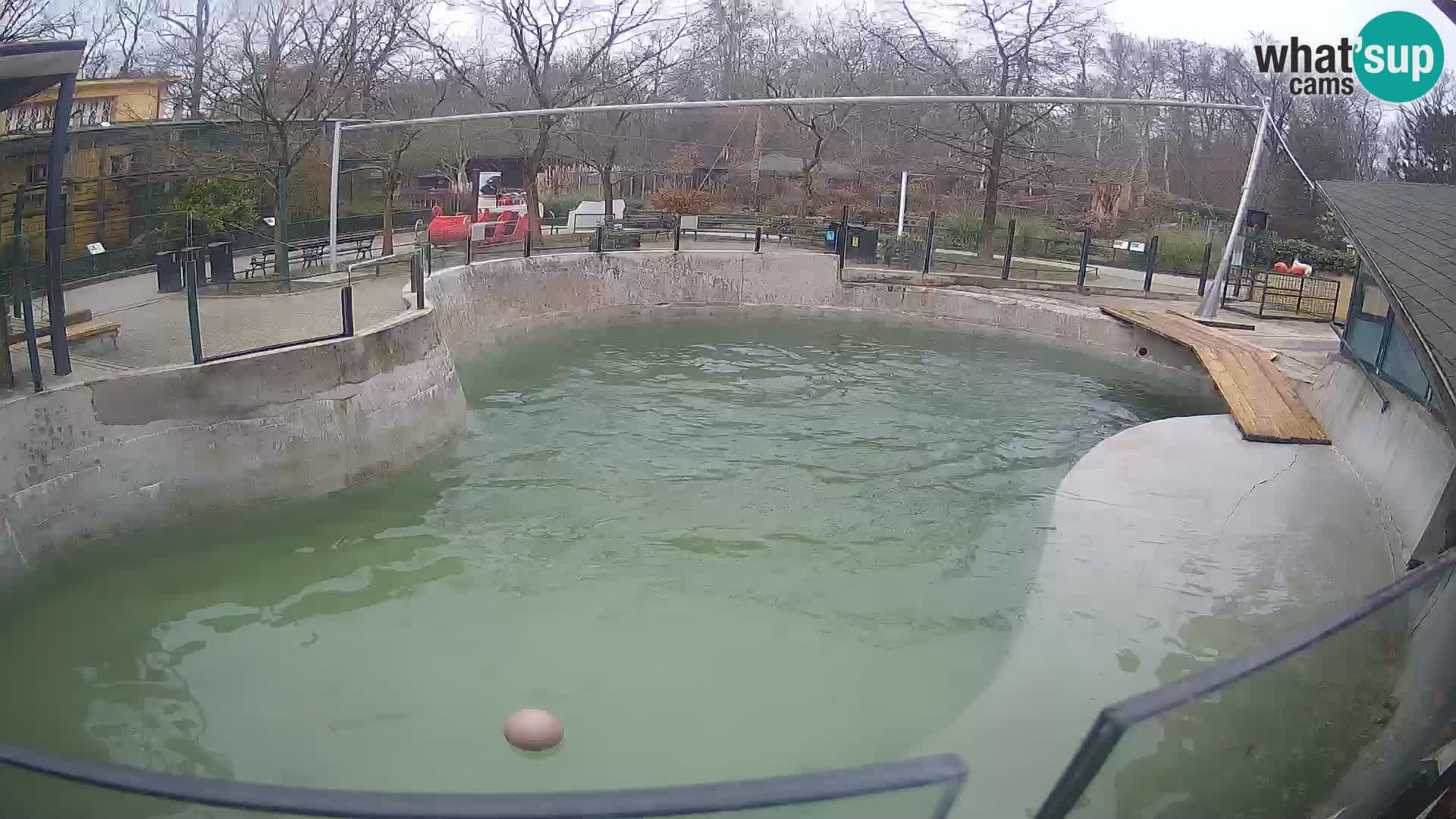 Zoo Zagreb – Kalifornijski morski lav