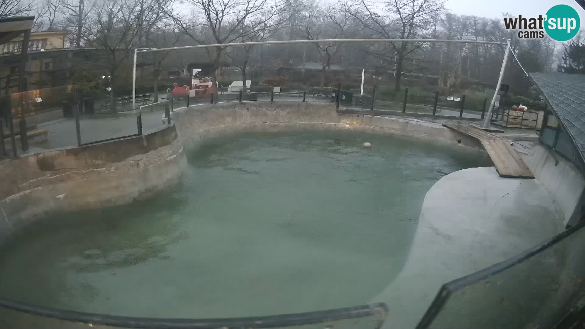 Zoo Zagreb – Kalifornijski morski lev