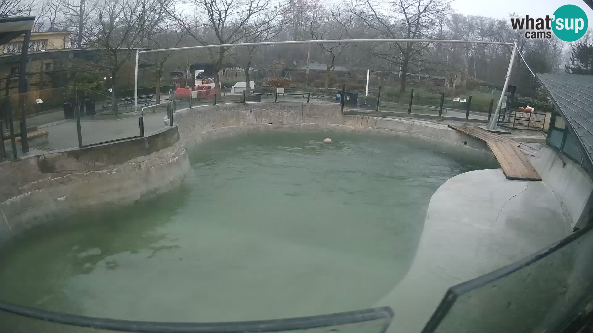 Zoo Zagreb – Kalifornijski morski lav