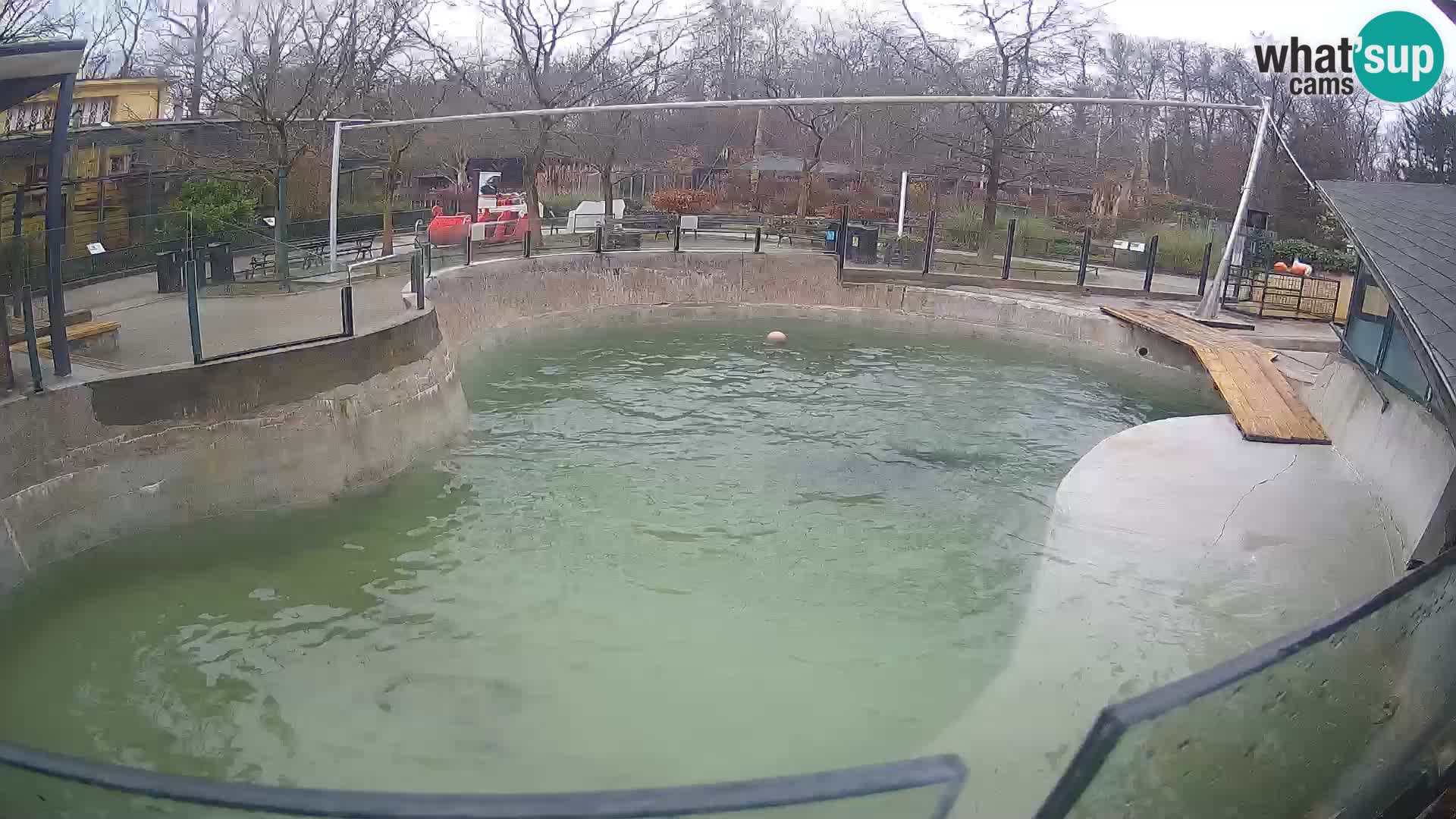 Zoo Zagreb –  León marino de California