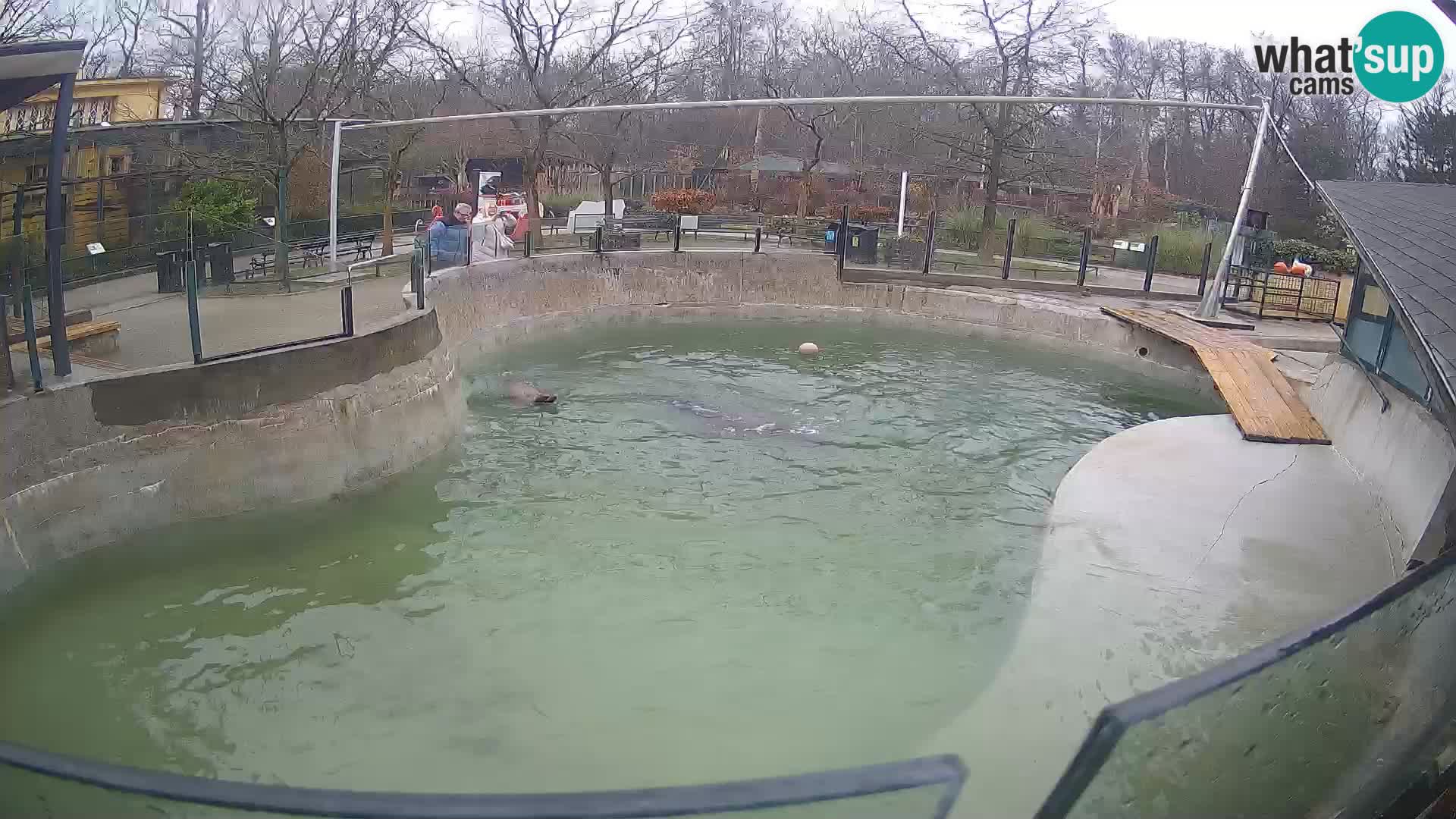 Zoo Zagreb – Otaria della California