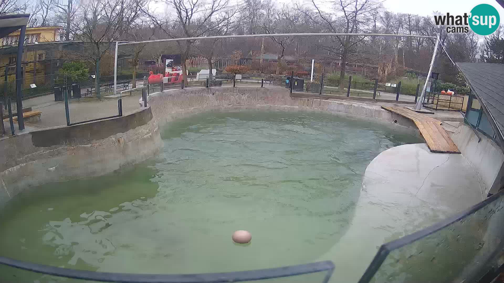 Zoo Zagreb –  León marino de California