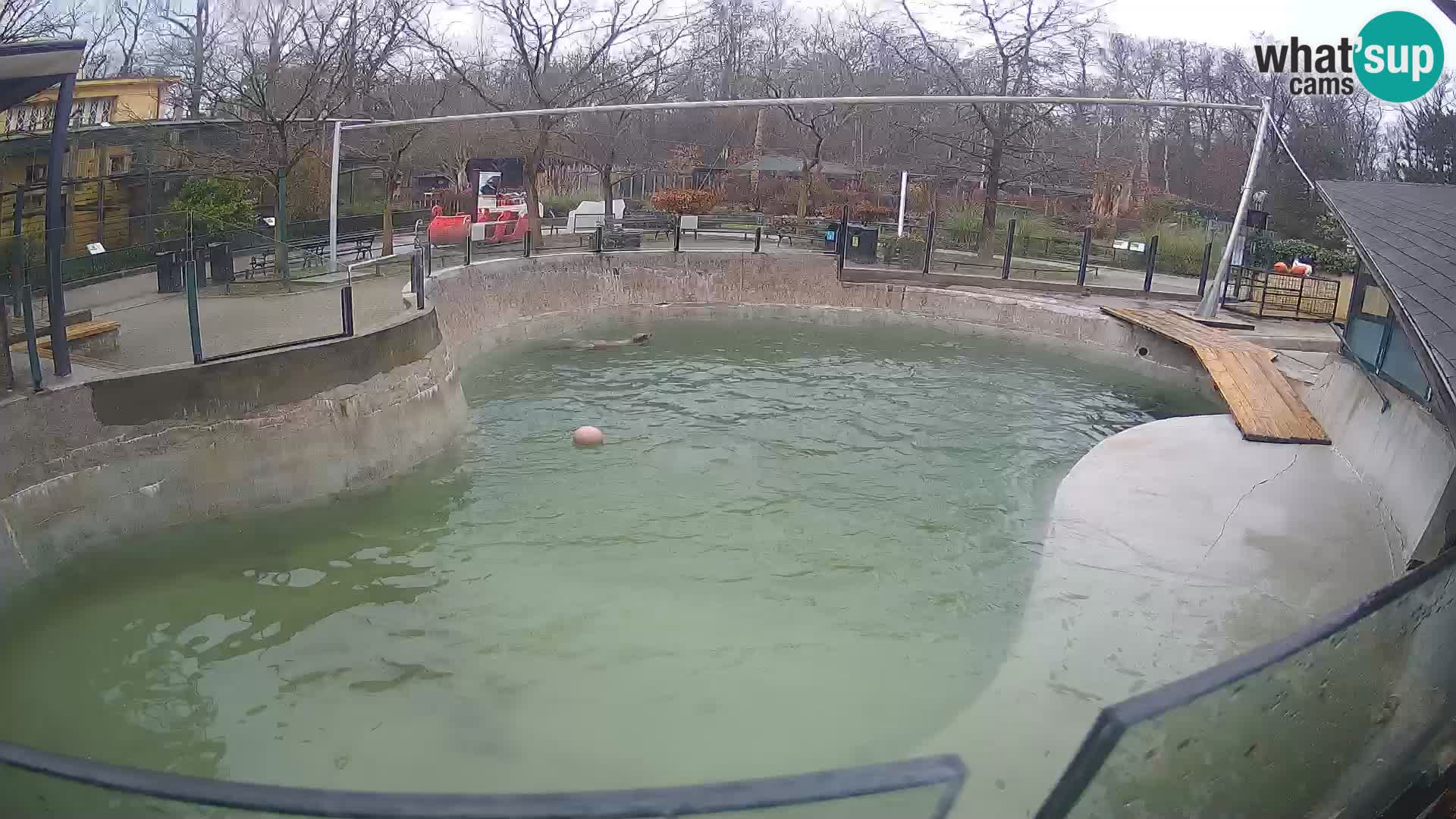 Zoo Zagreb – Kalifornijski morski lav