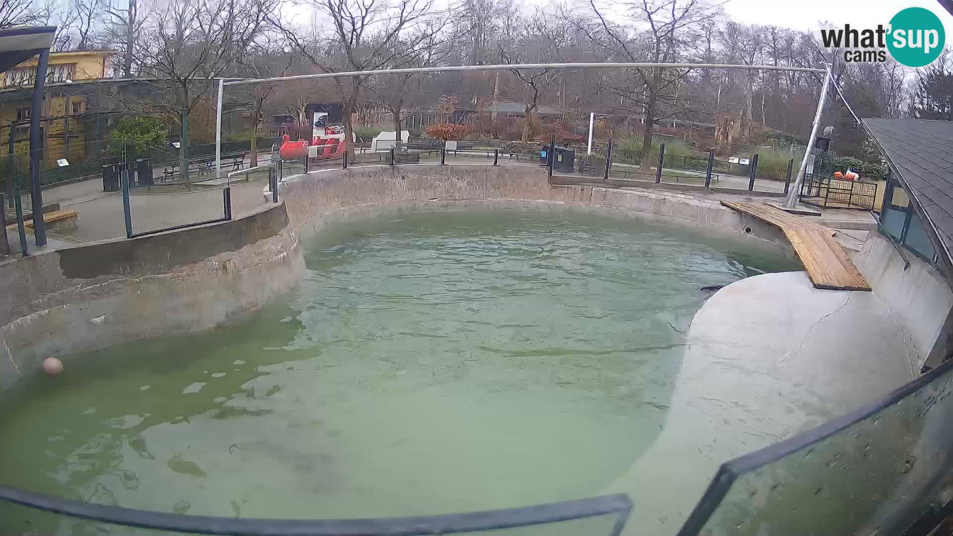 Zoo Zagreb – Kalifornijski morski lav