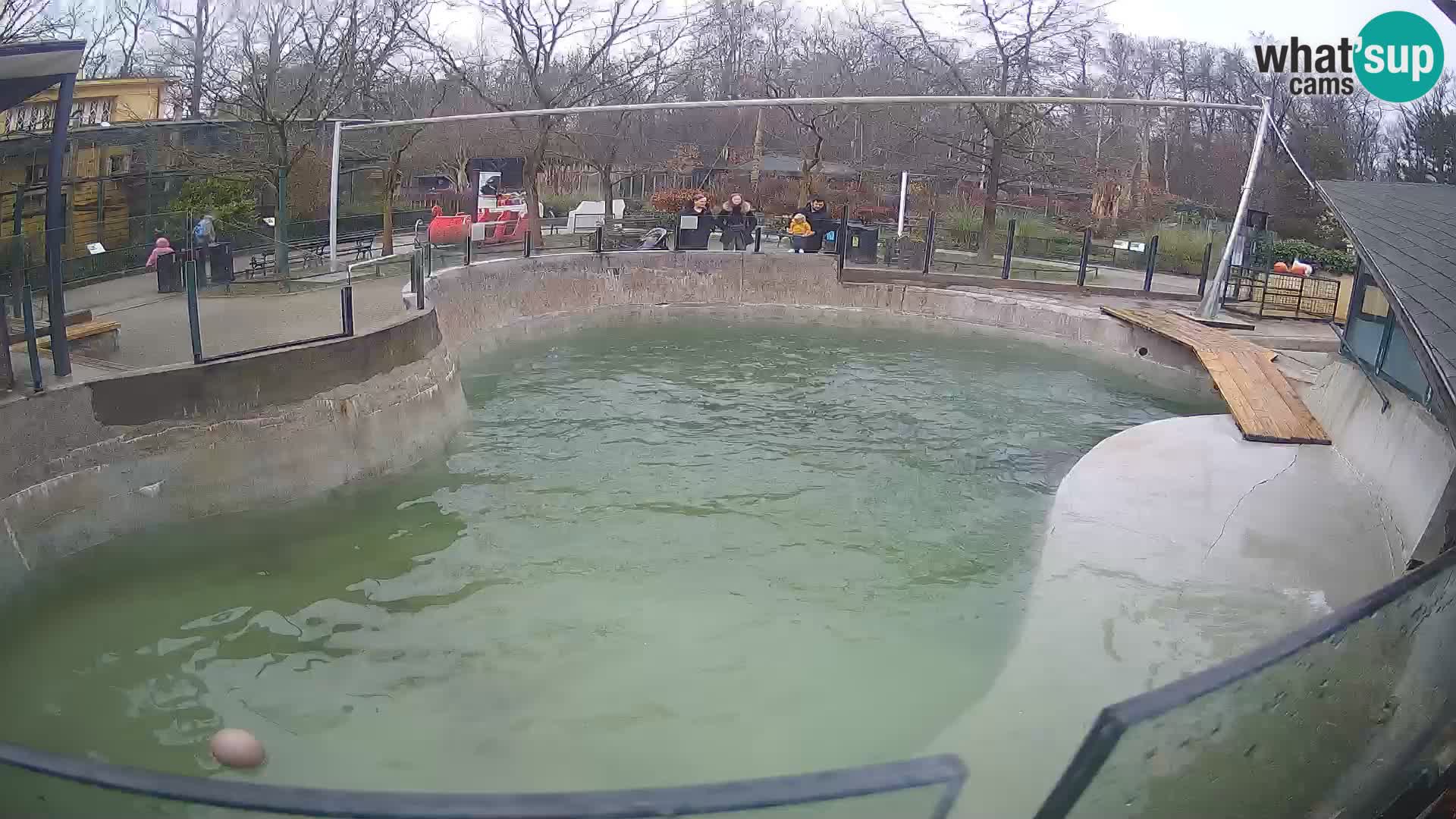 Zoo Zagreb – Kalifornijski morski lav