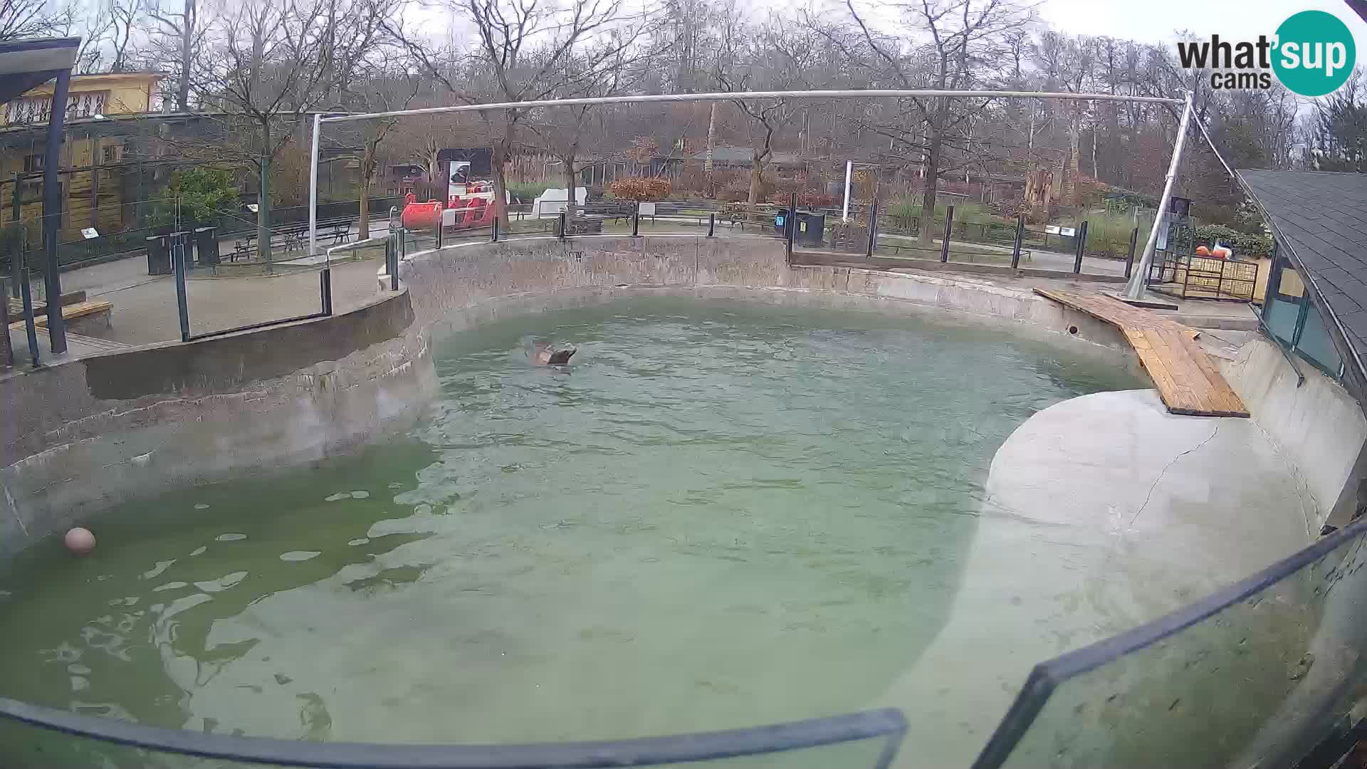 Zoo Zagreb – Kalifornischer Seelöwe