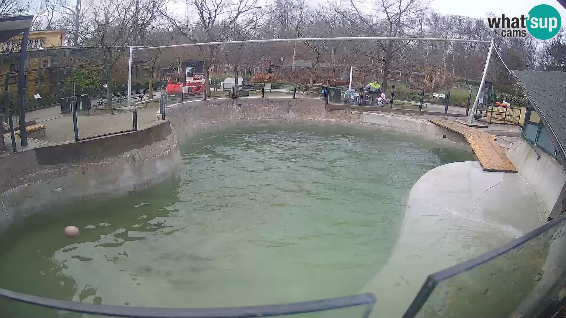 Zoo Zagreb – Otarie de Californie