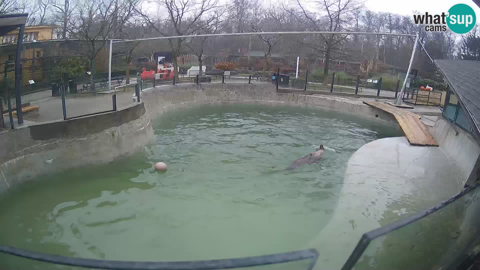 Zoo Zagreb – Otarie de Californie