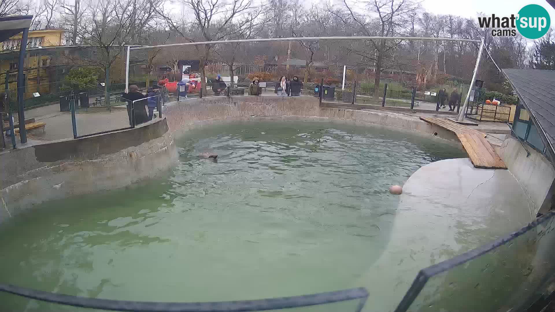 Zoo Zagreb – Otarie de Californie