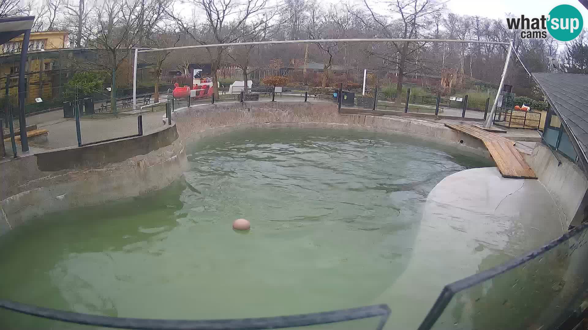 Zoo Zagreb – Otarie de Californie