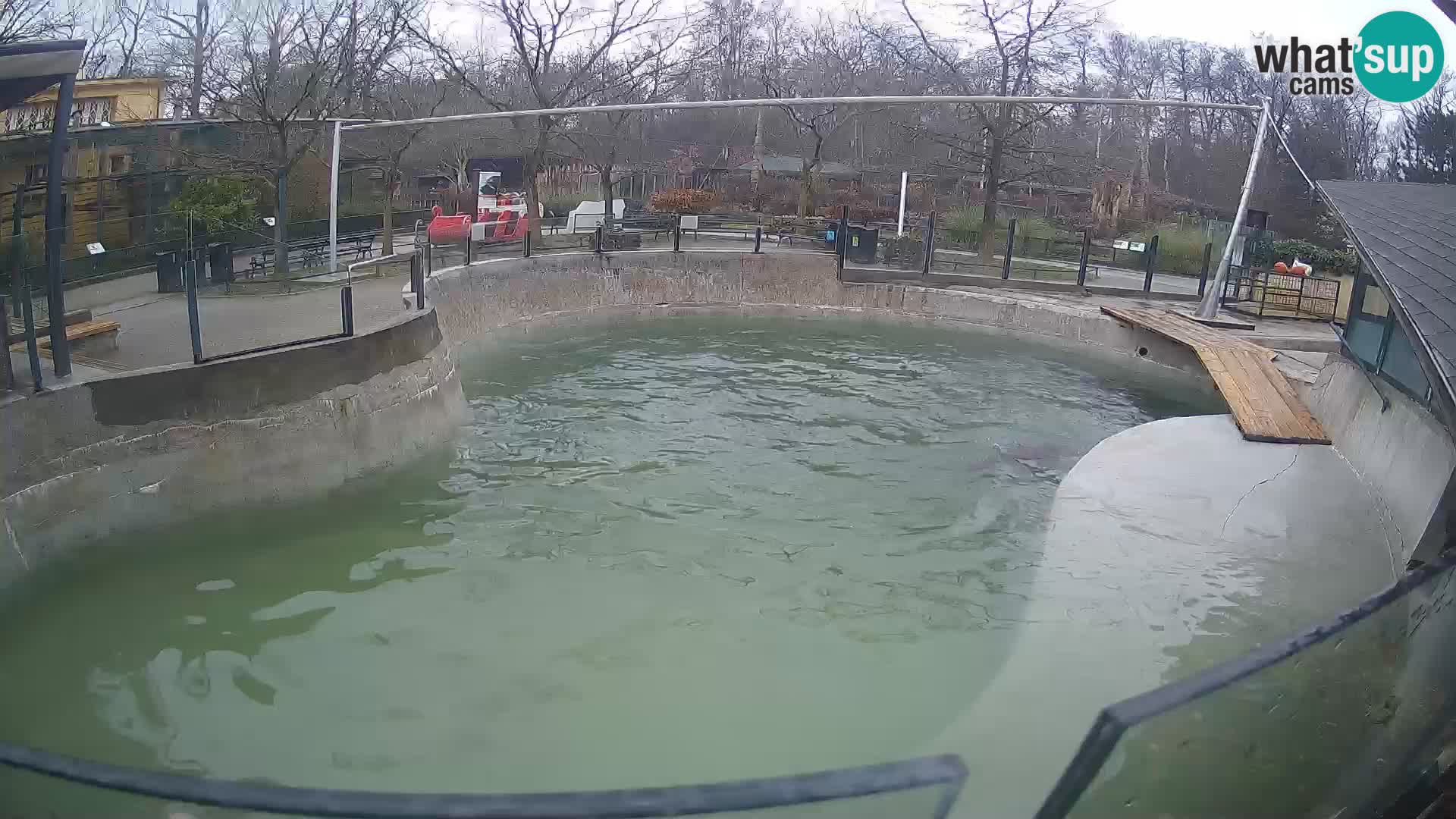 Zoo Zagreb – Otarie de Californie