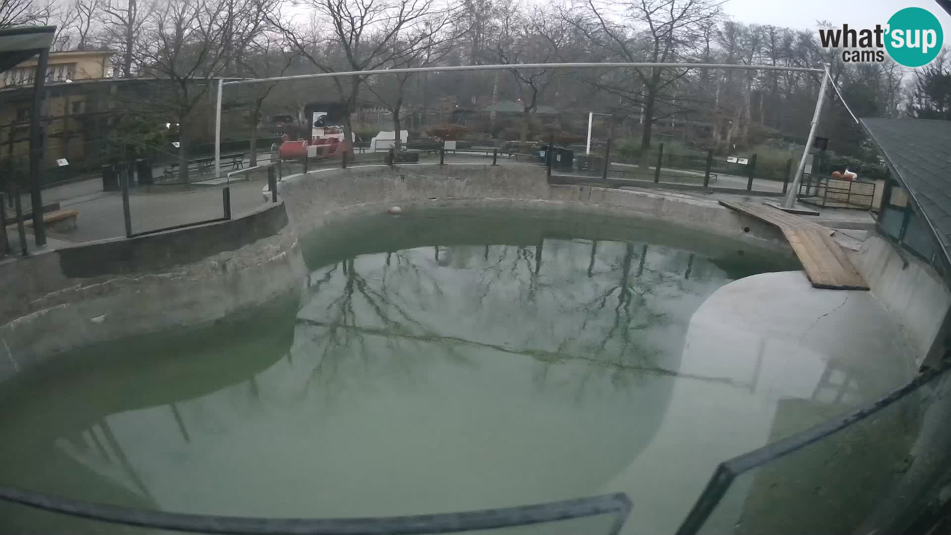 Zoo Zagreb – Kalifornischer Seelöwe