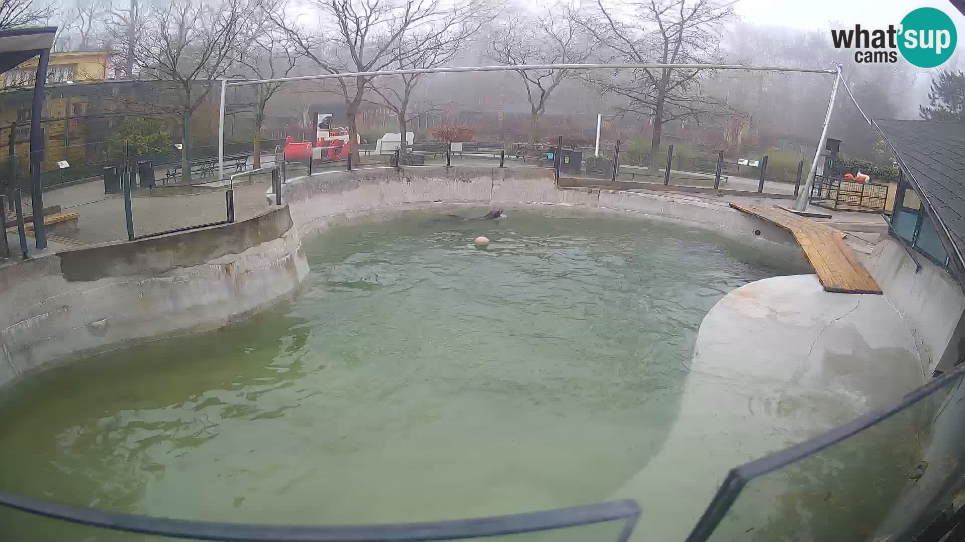 Zoo Zagreb – Otarie de Californie