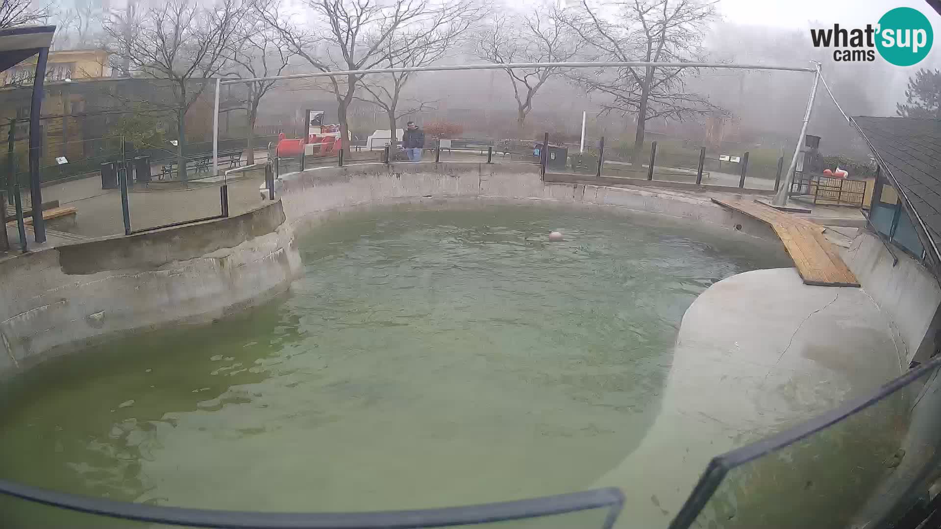 Zoo Zagreb – Otarie de Californie