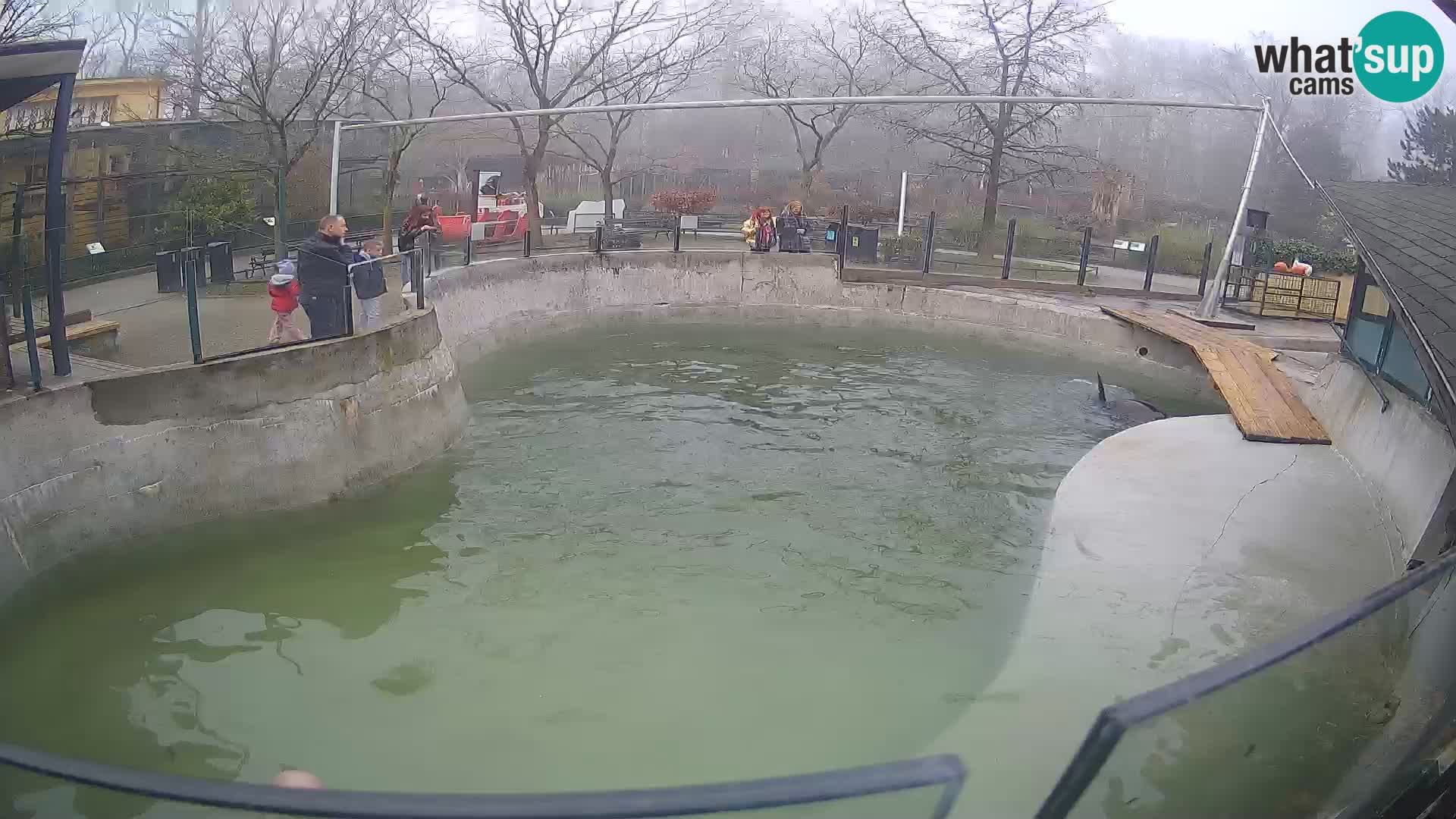 Zoo Zagreb – Otarie de Californie