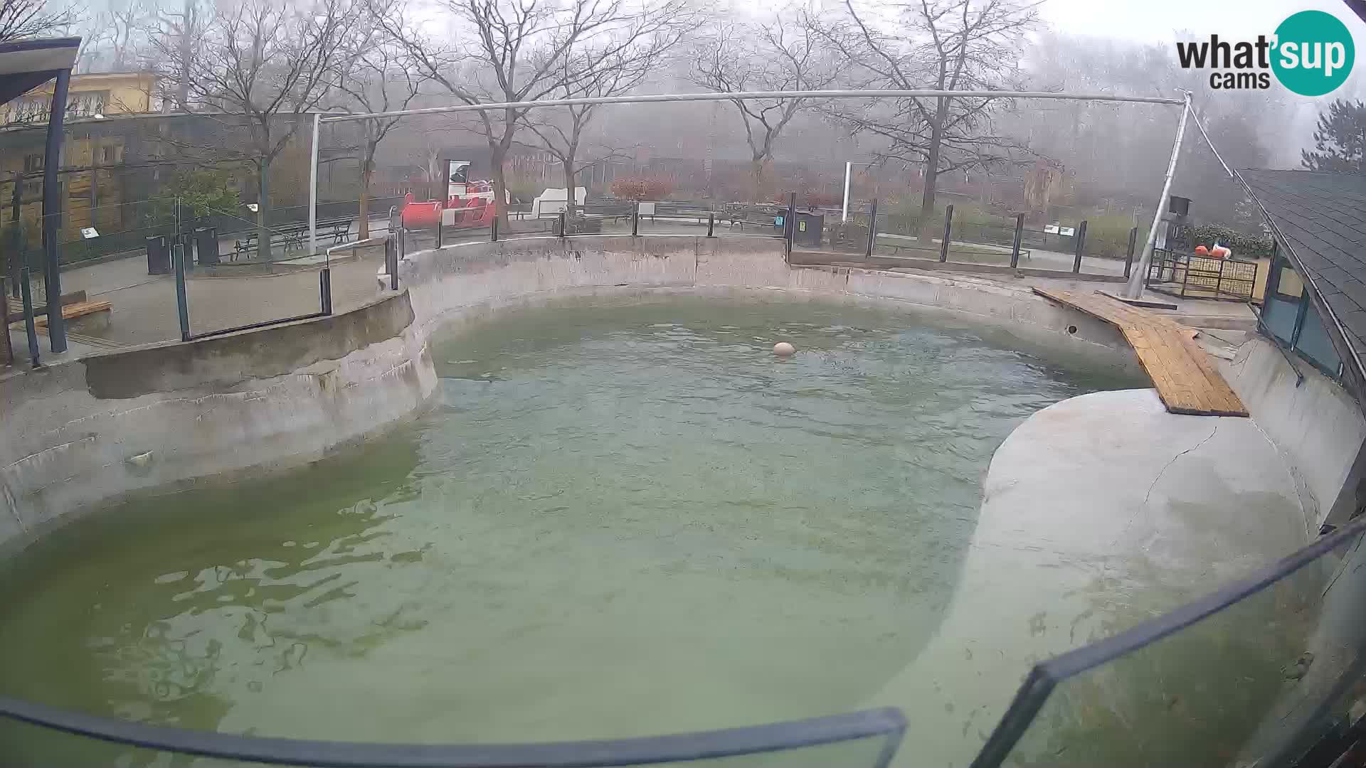 Zoo Zagreb –  León marino de California