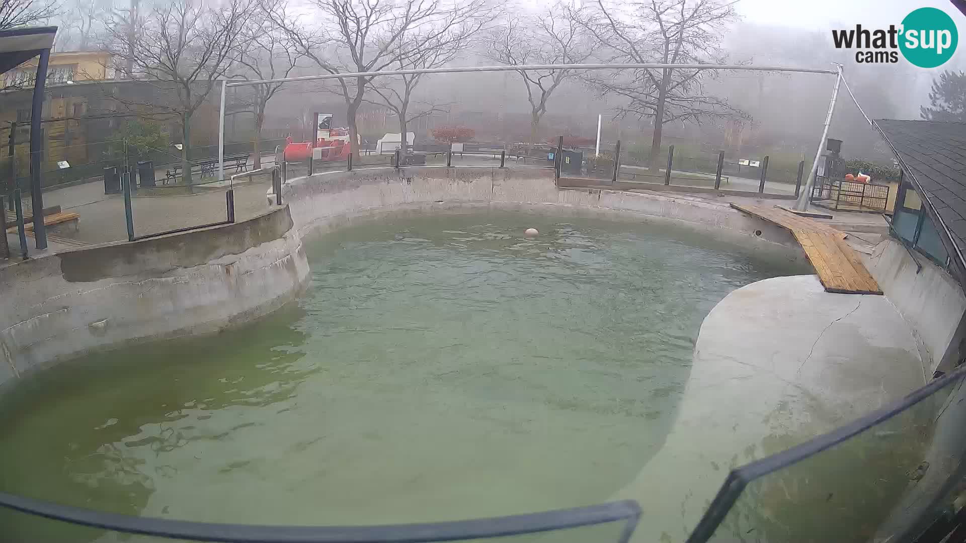 Zoo Zagreb – Kalifornijski morski lav