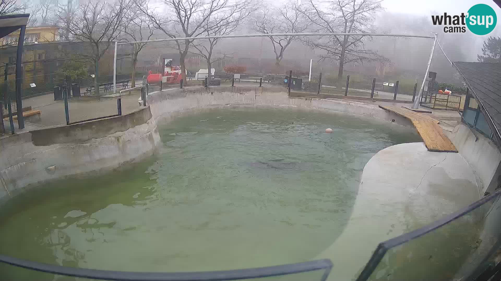 Zoo Zagreb – Kalifornijski morski lav