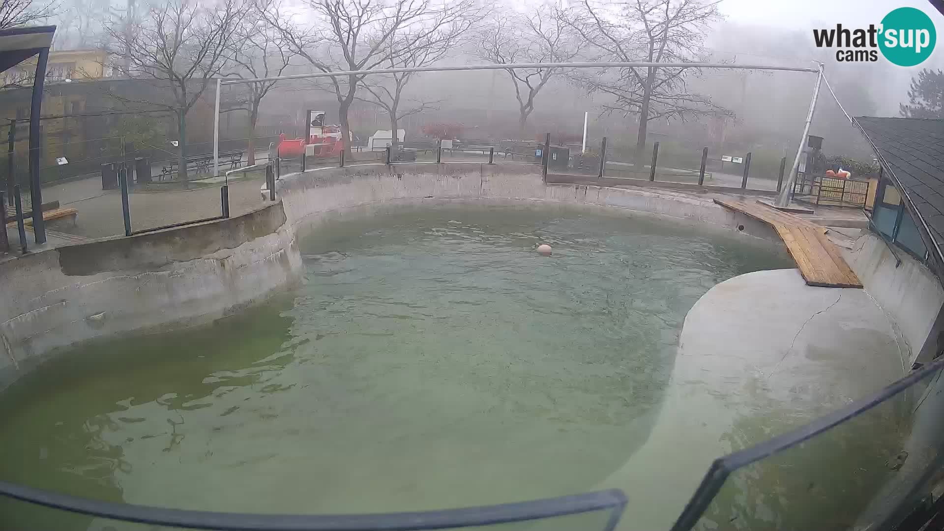 Zoo Zagreb – Kalifornijski morski lav