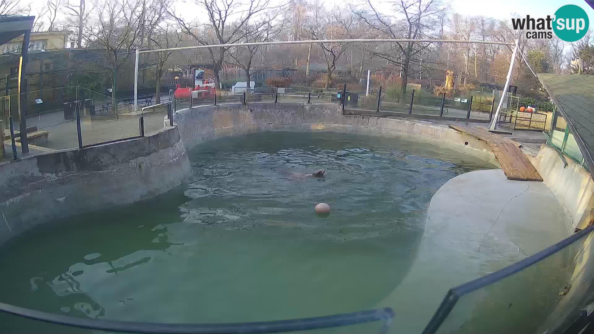 Zoo Zagreb –  León marino de California