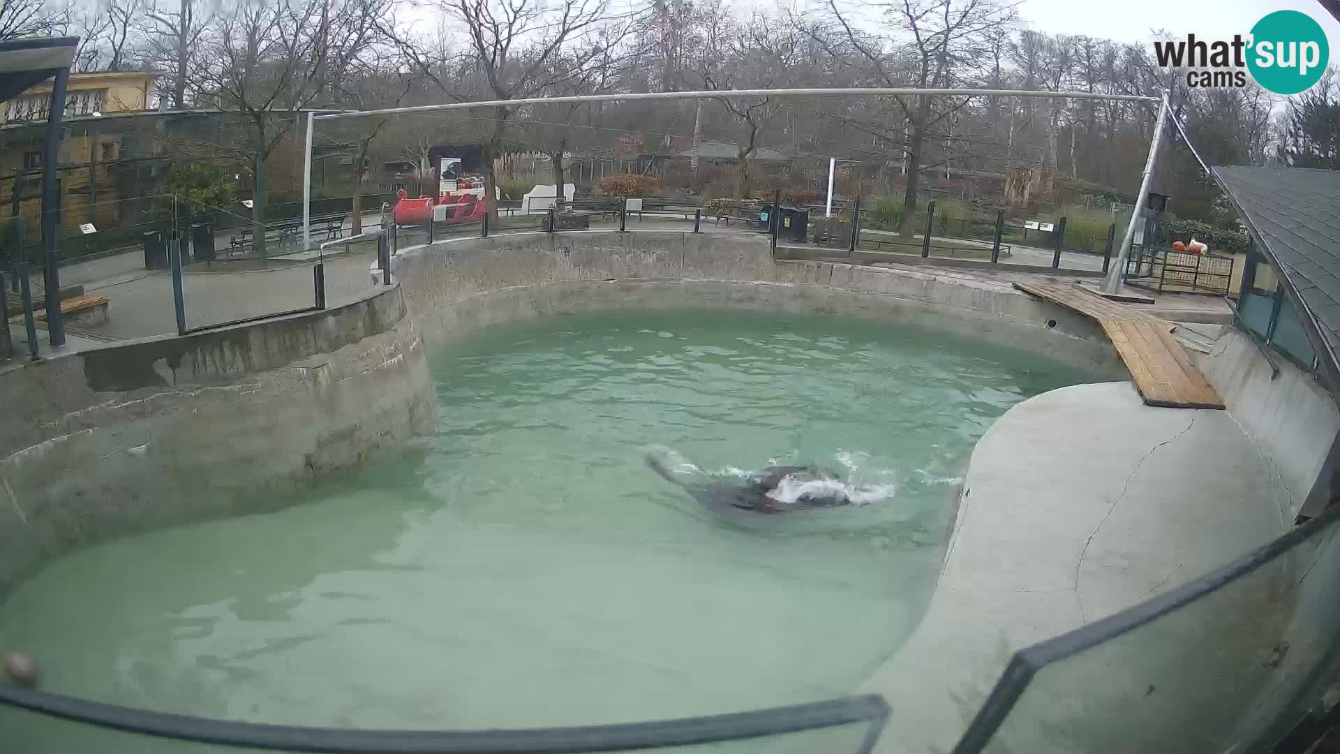 Zoo Zagreb – Kalifornijski morski lav