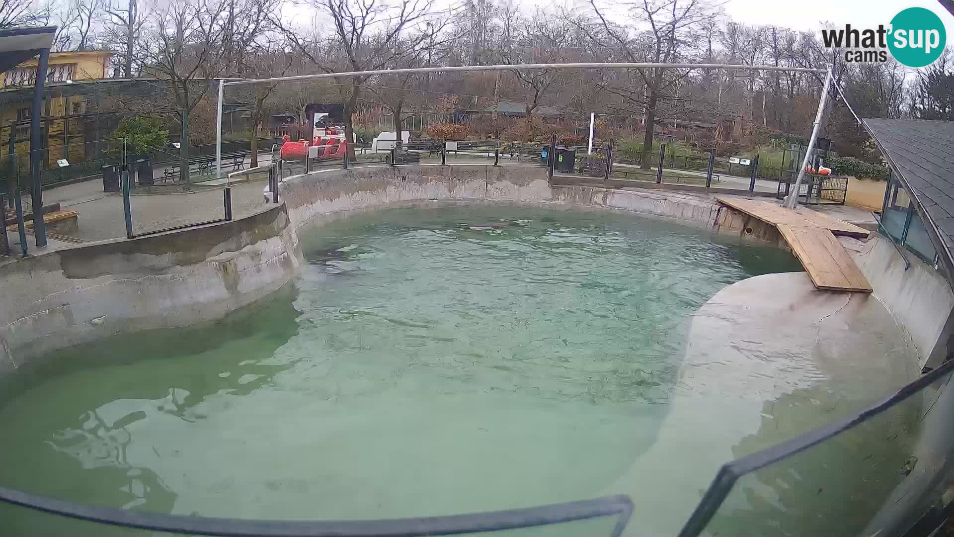 Zoo Zagreb – Kalifornischer Seelöwe