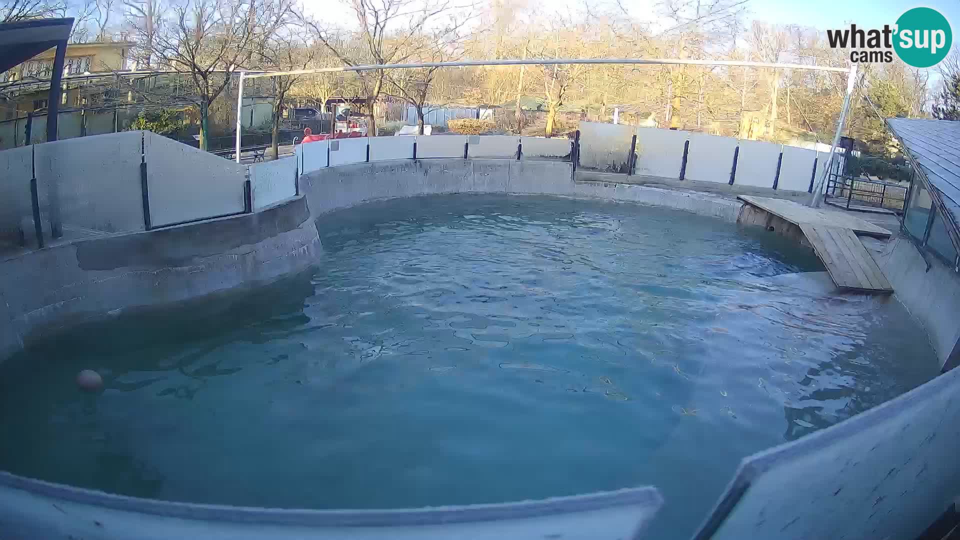 Zoo Zagreb – Kalifornijski morski lav