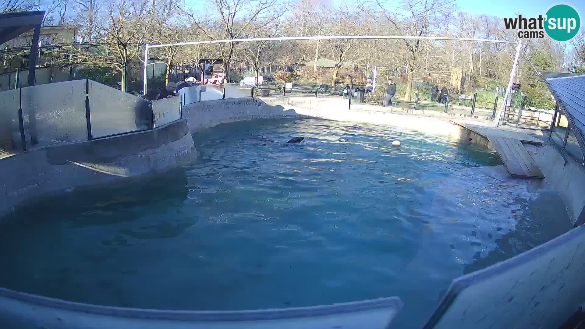 Zoo Zagreb – Kalifornijski morski lav