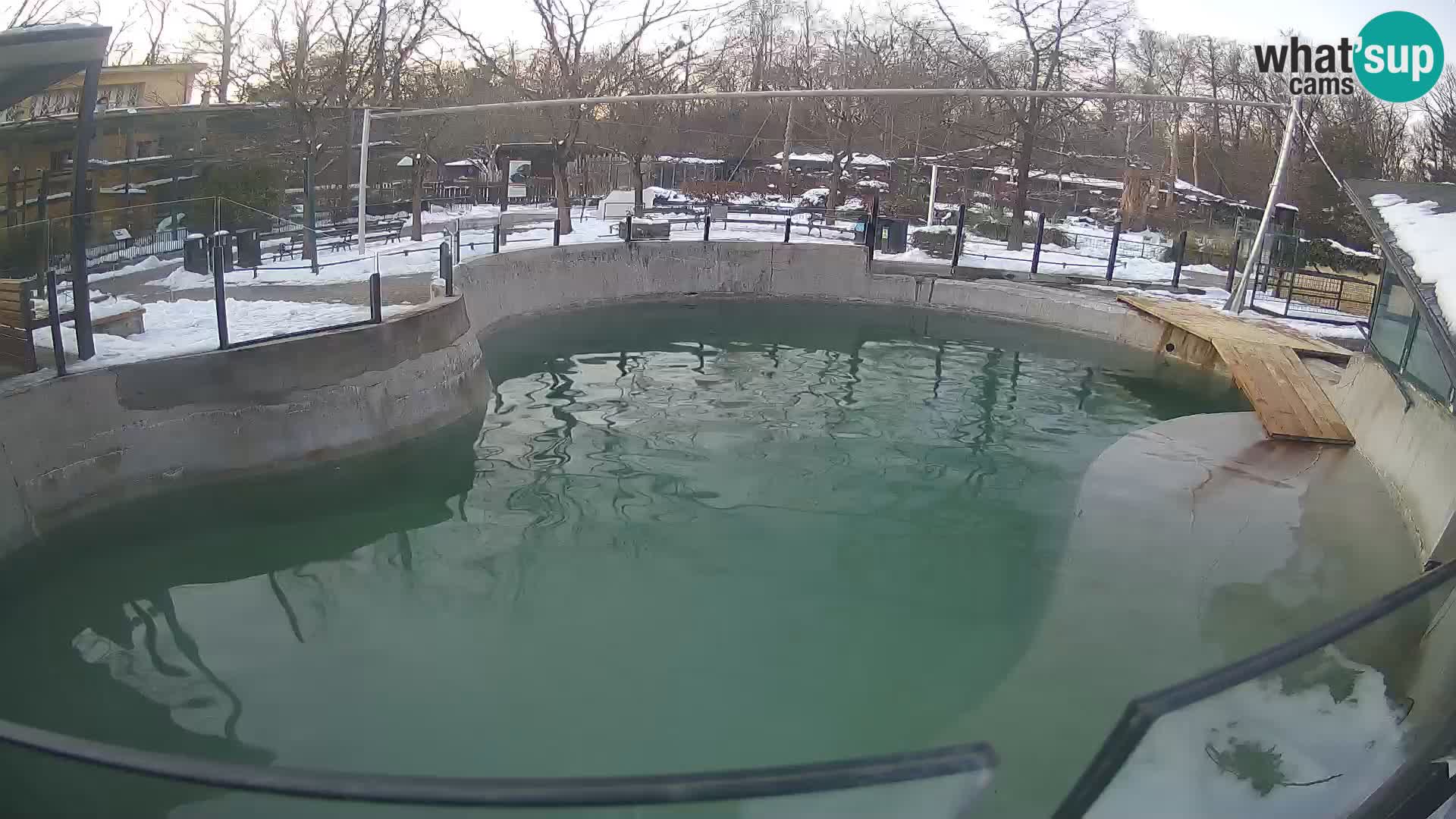 Zoo Zagreb – Kalifornijski morski lav