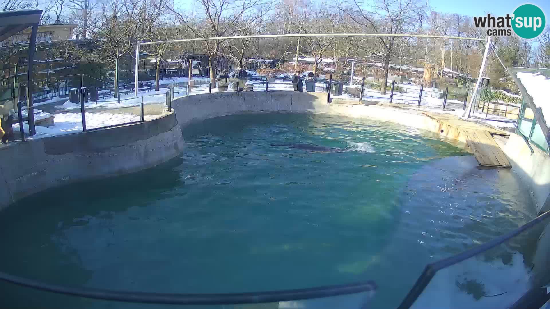 Zoo Zagreb –  León marino de California