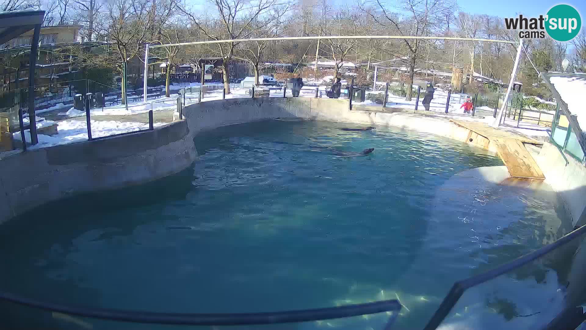 Zoo Zagreb – California Sea Lion