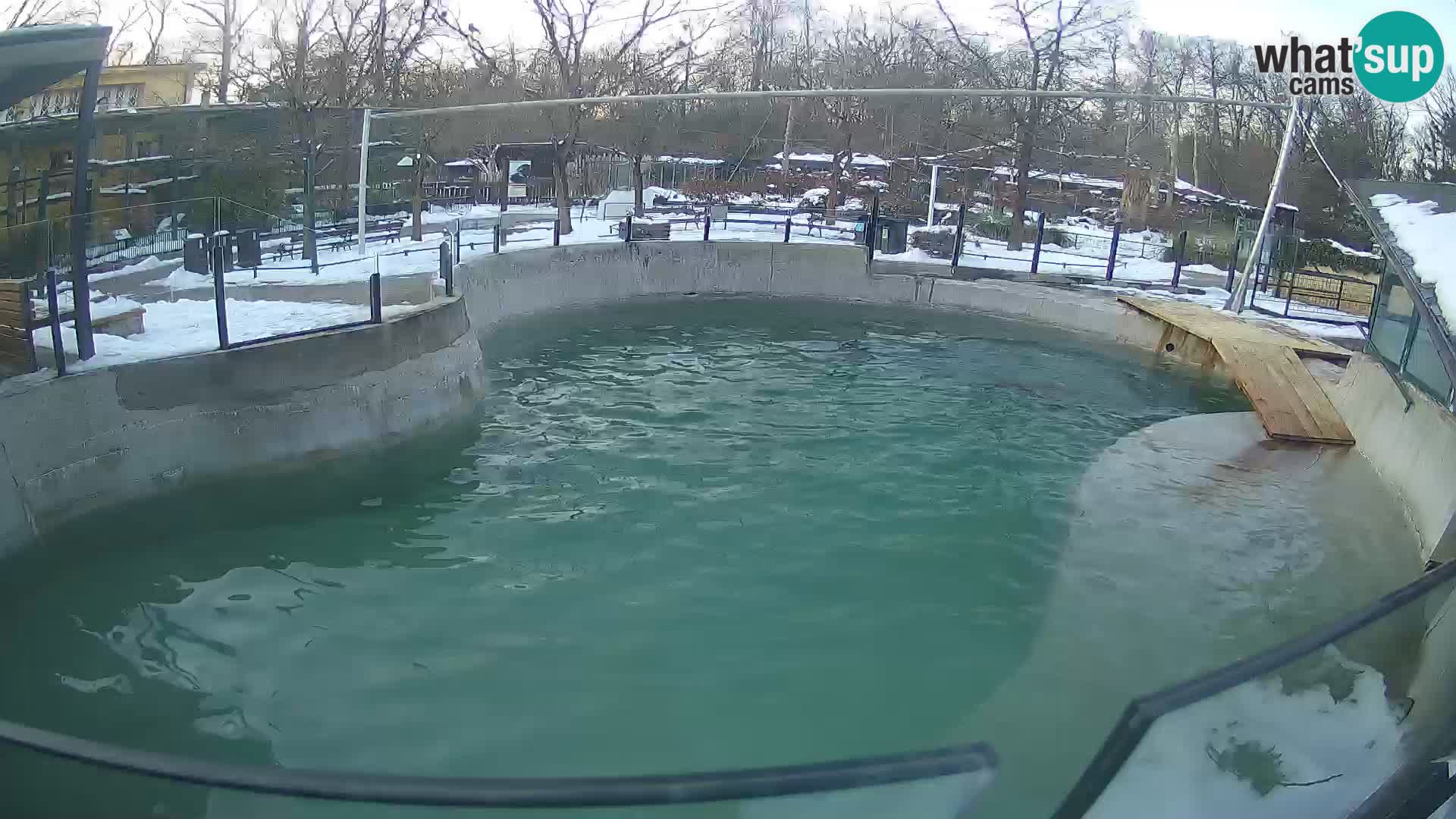 Zoo Zagreb –  León marino de California