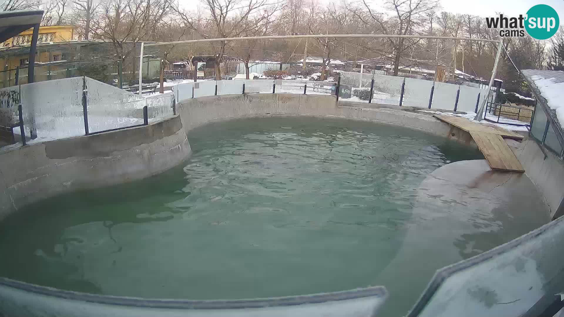 Zoo Zagreb – Otaria della California