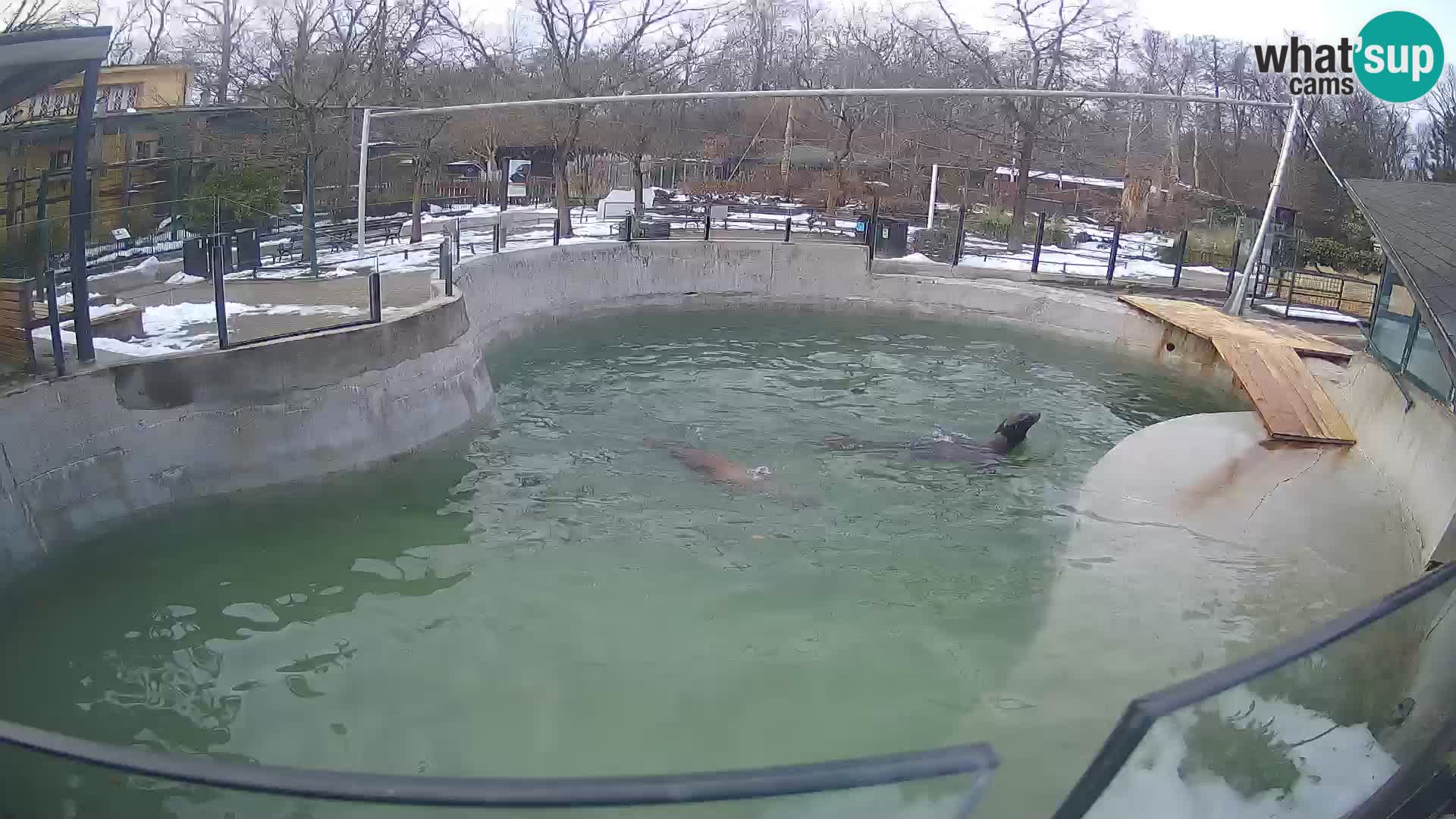 Zoo Zagreb – Otaria della California