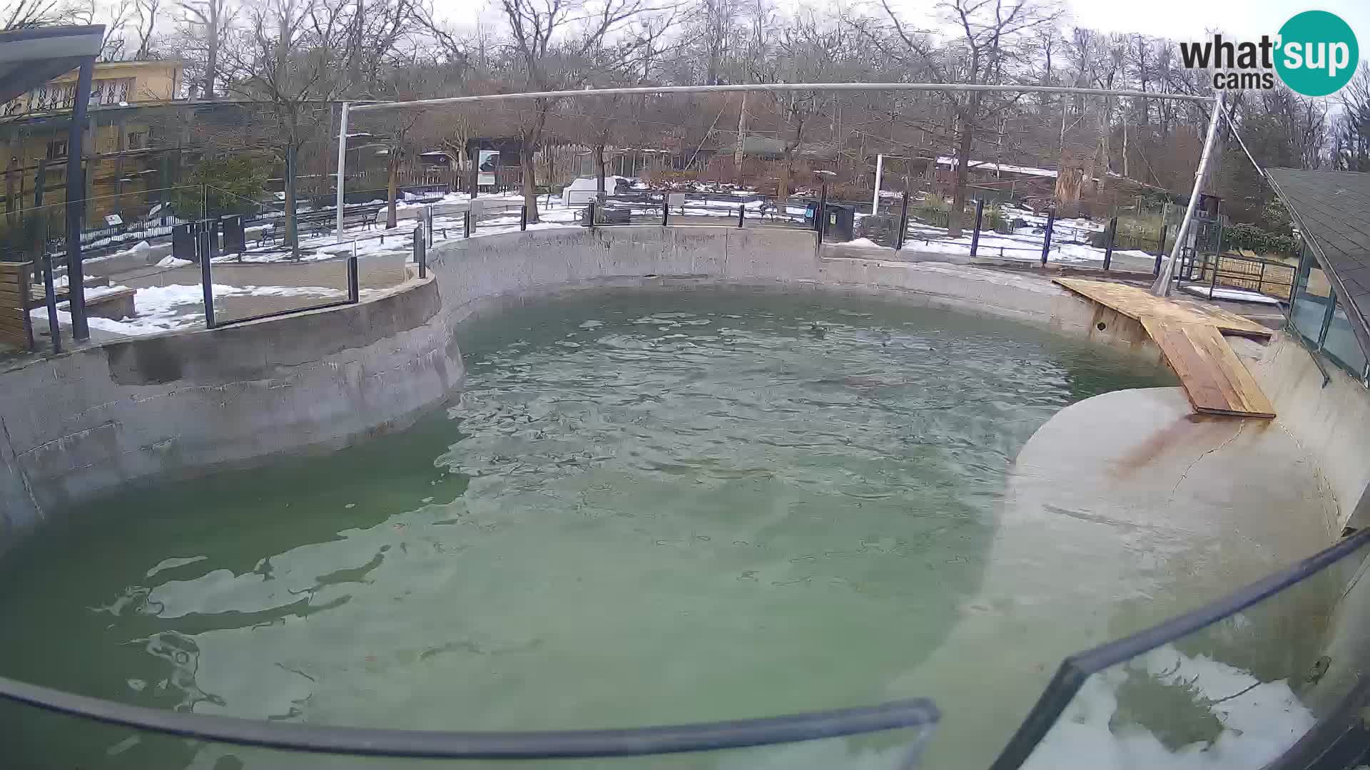 Zoo Zagreb – California Sea Lion